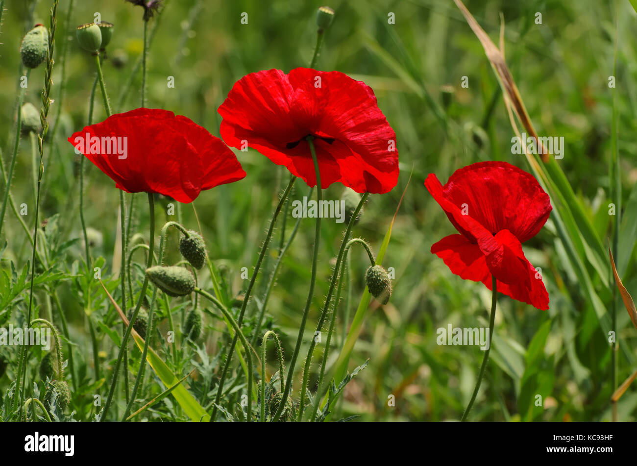 Red spring poppy Stock Photo - Alamy