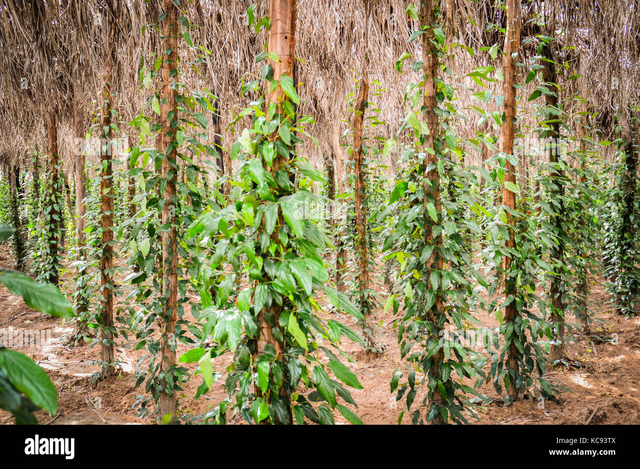 Pepper Plants In The Vast Pepper Plantation In Kampot Cambodia Stock