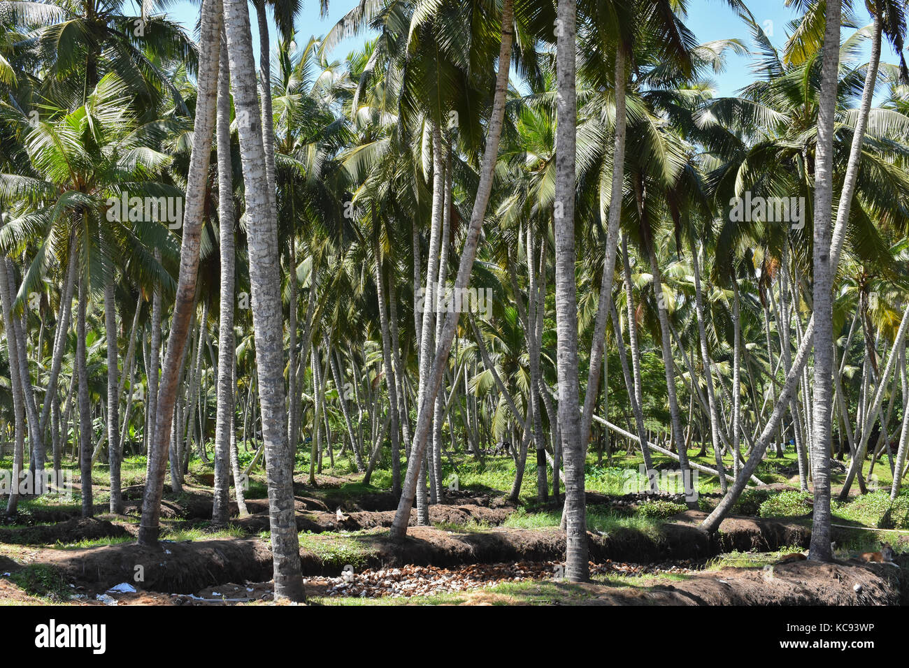 The coconut trees (Cocos nucifera) Stock Photo