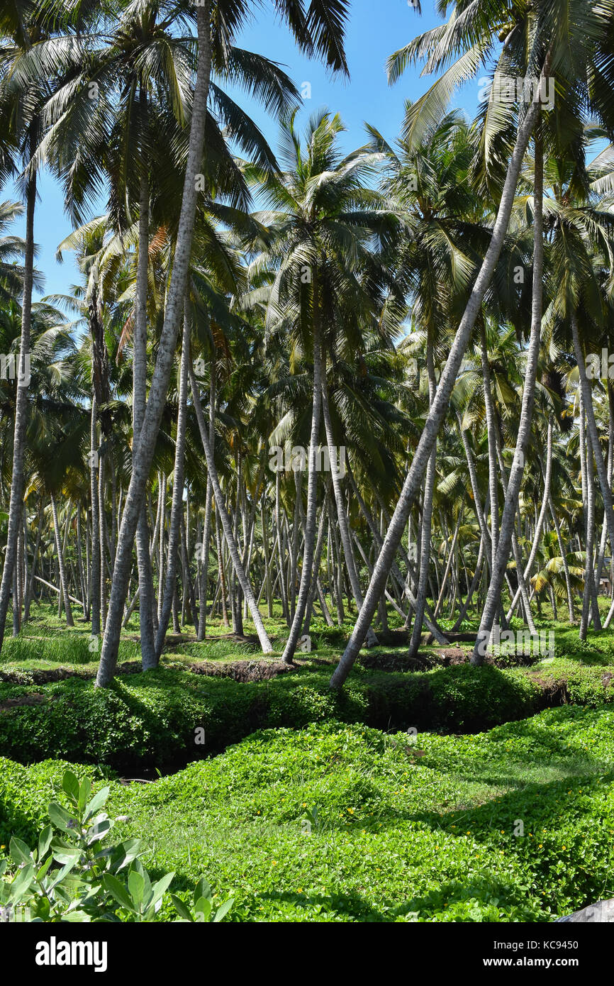 The coconut trees (Cocos nucifera) Stock Photo