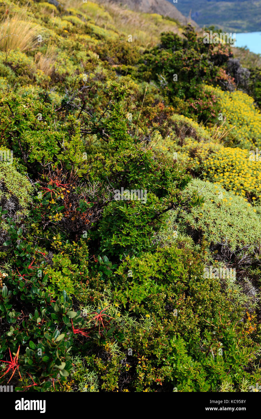 Patagonian flora, alpine plants in Patagonia, Chile, Argentina, South America Stock Photo