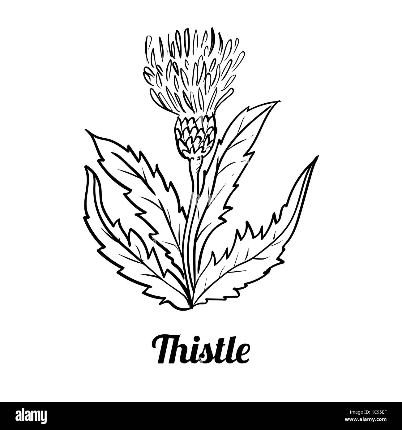 Hand drawing of Thistle isolated on white background. Black and White simple line Vector Illustration for Coloring Book - Line Drawn Vector Stock Vector