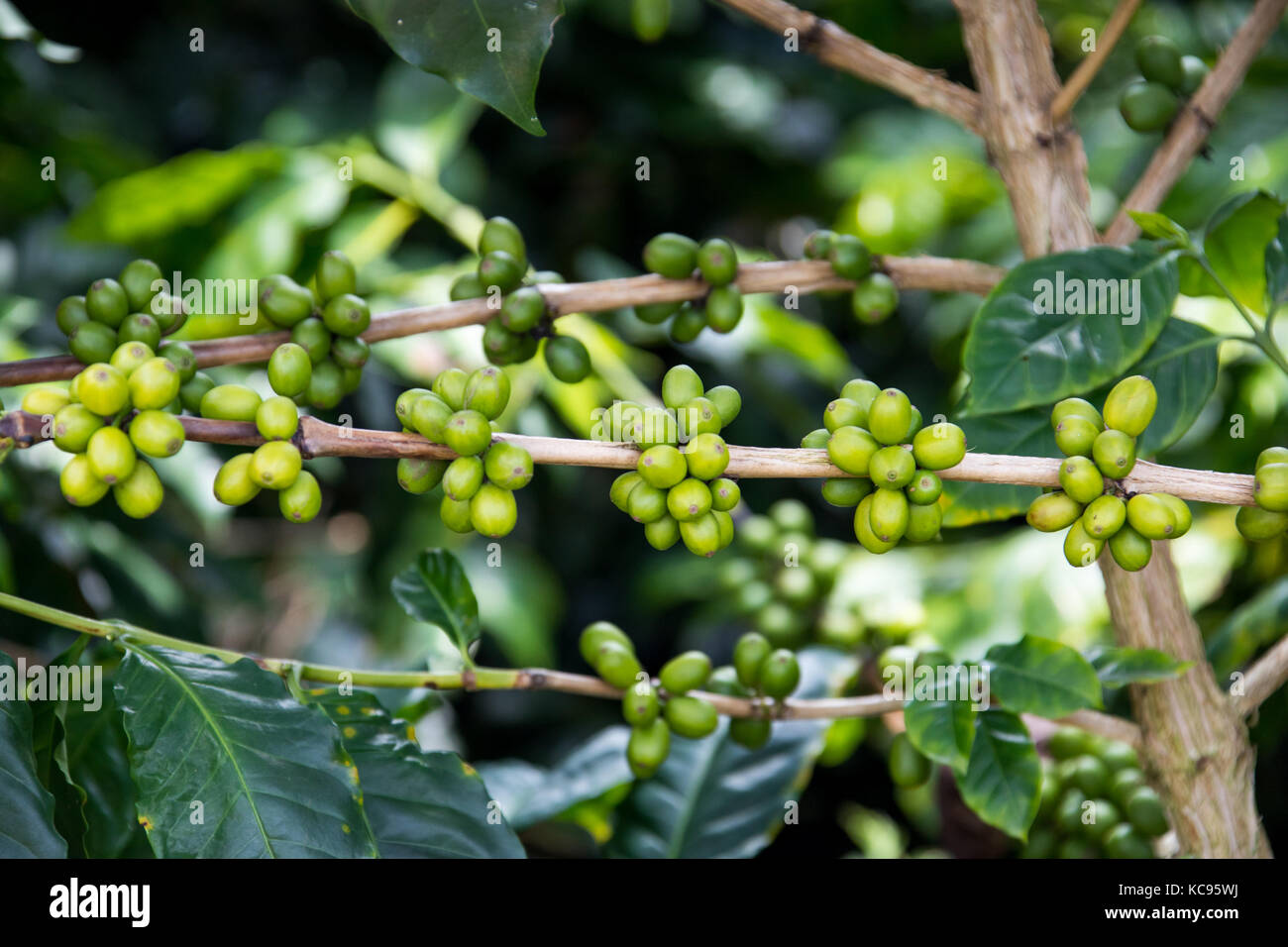 Unripe green coffee beans, Hacienda Venecia Coffee Farm, Manizales, Colombia Stock Photo
