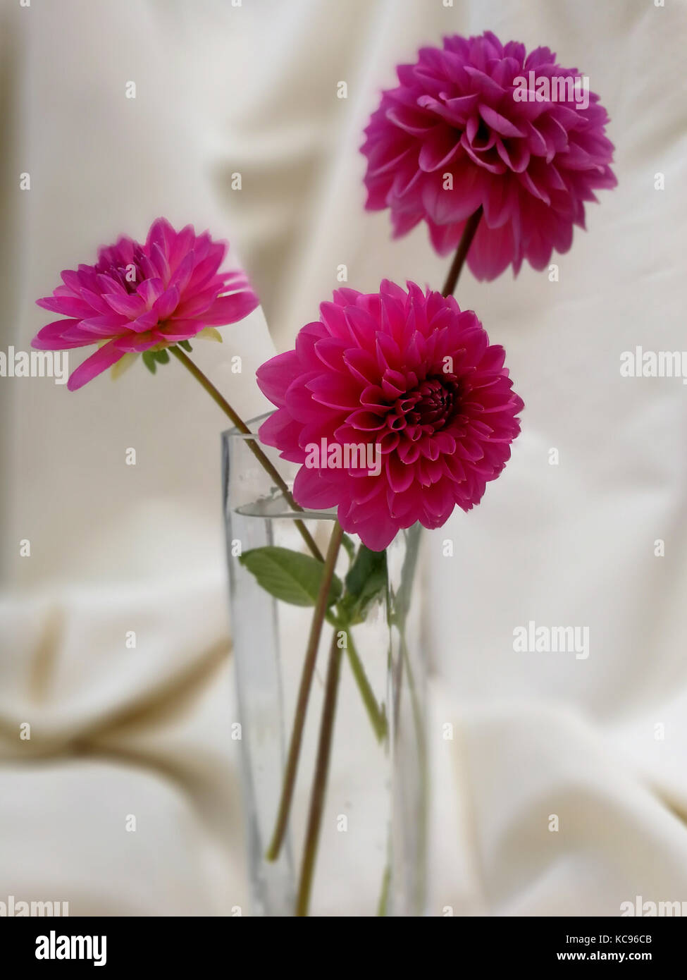 trhee pink dahlias stylized bouquet Stock Photo