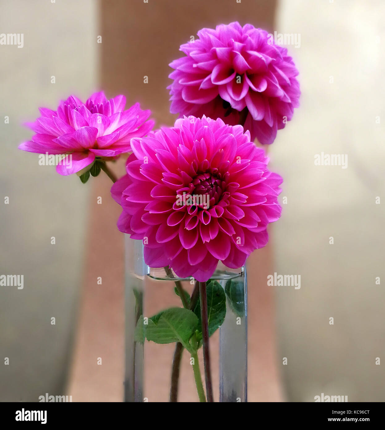 trhee pink dahlias stylized bouquet Stock Photo