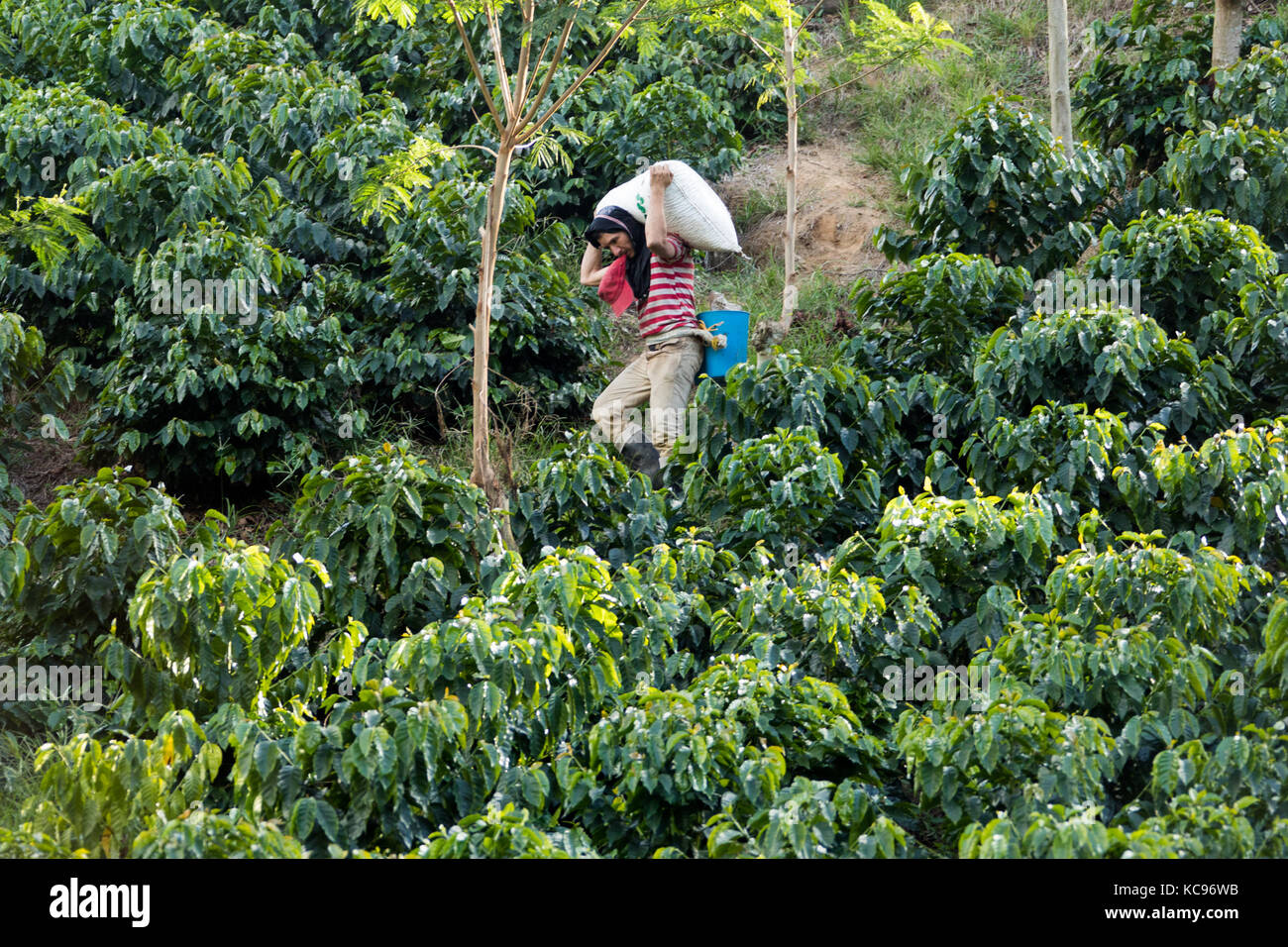Picker carrying beans from the field, Hacienda Venecia Coffee Farm, Manizales, Colombia Stock Photo