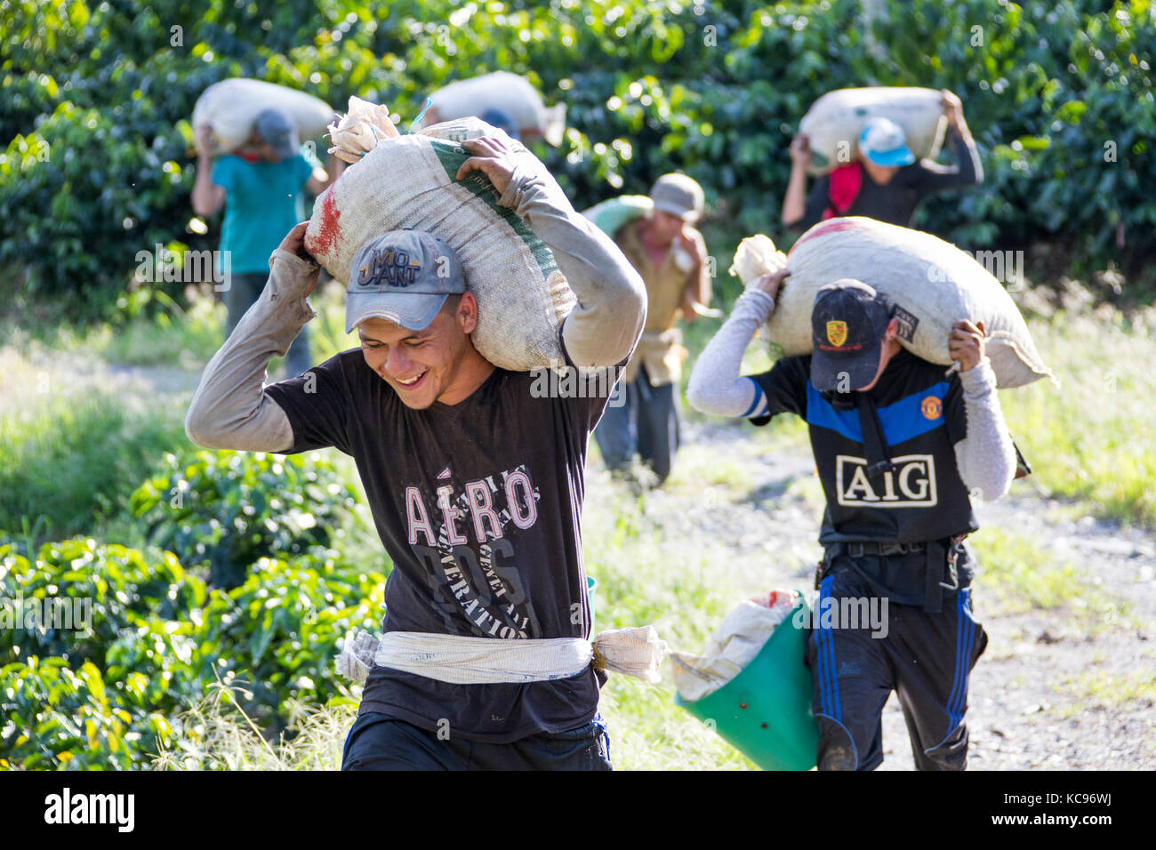 Pickers carrying beans from the field, Hacienda Venecia Coffee Farm, Manizales, Colombia Stock Photo