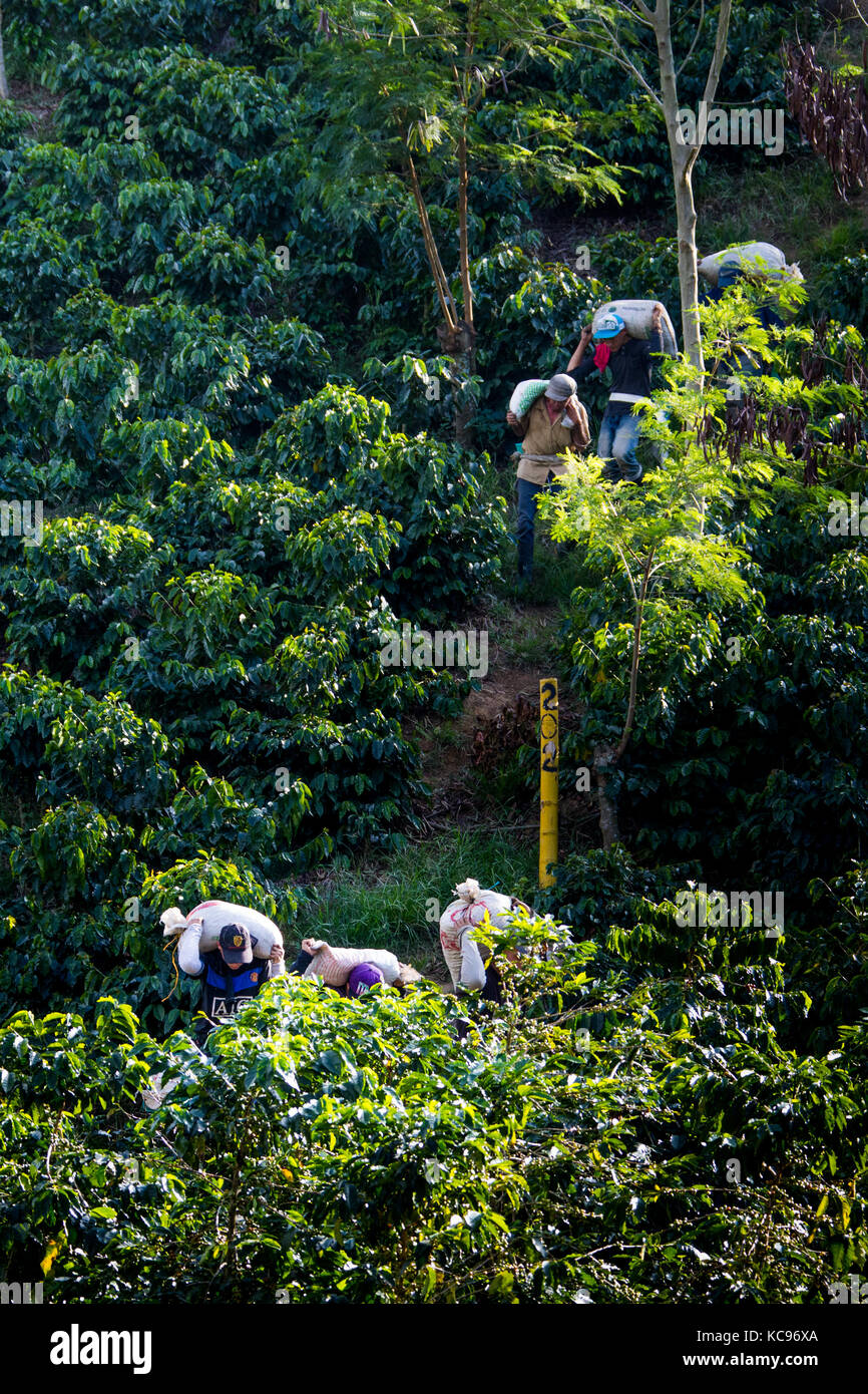 Pickers carrying beans from the field, Hacienda Venecia Coffee Farm, Manizales, Colombia Stock Photo
