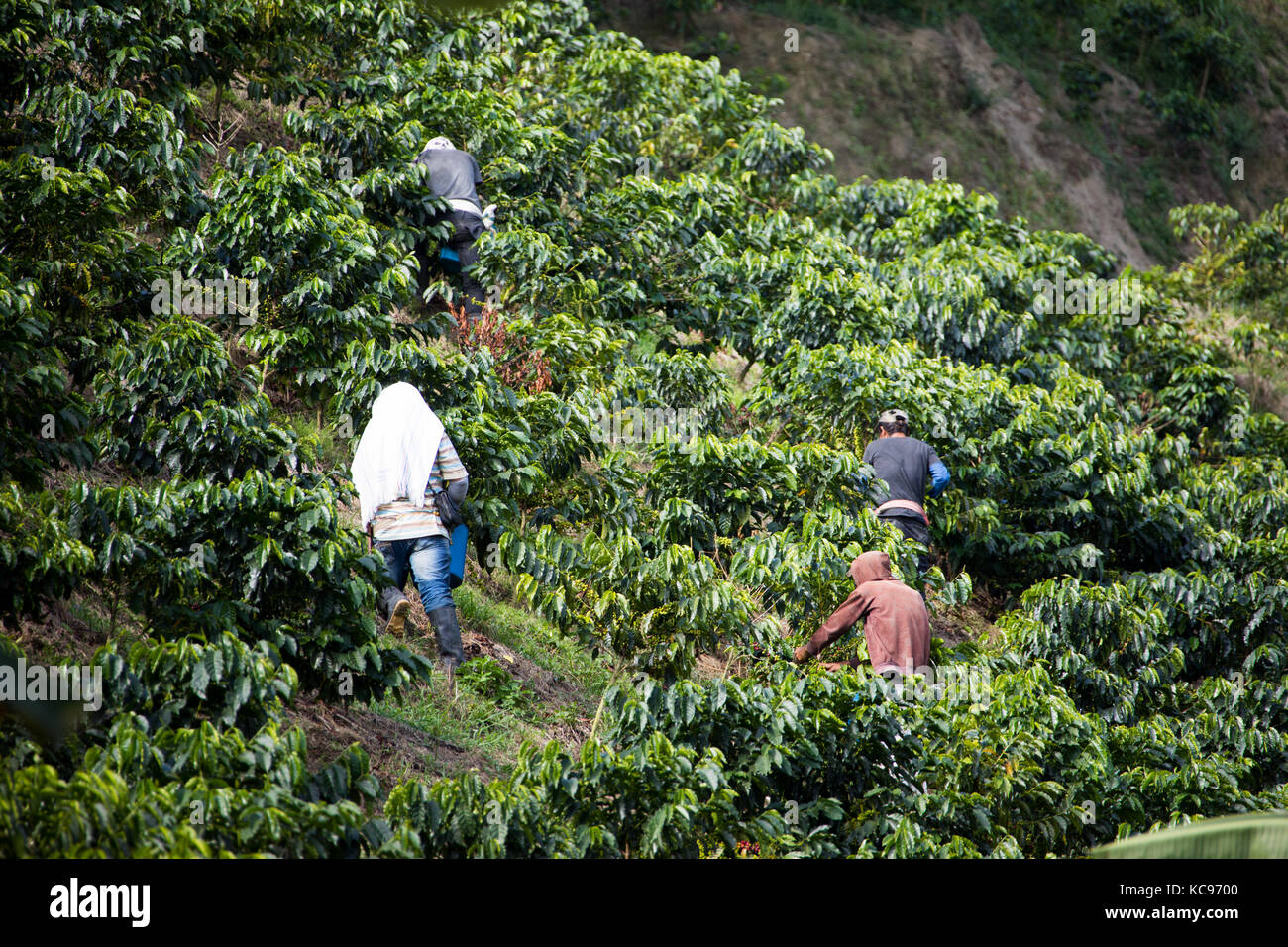 Coffee pickers or cafeteros at Hacienda Venecia Coffee Farm, Manizales, Colombia Stock Photo