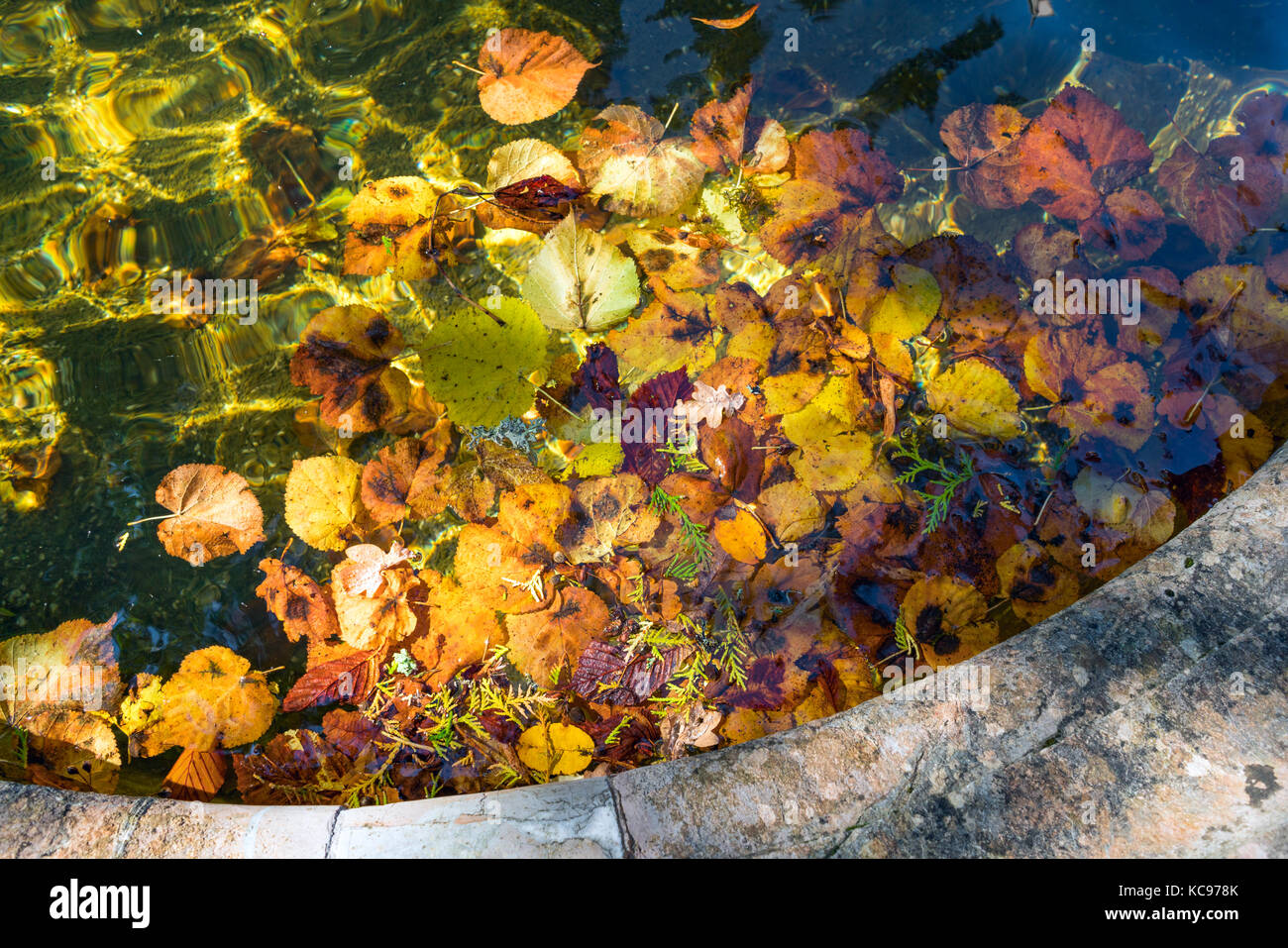 Dead leaves floating in water hi-res stock photography and images - Alamy