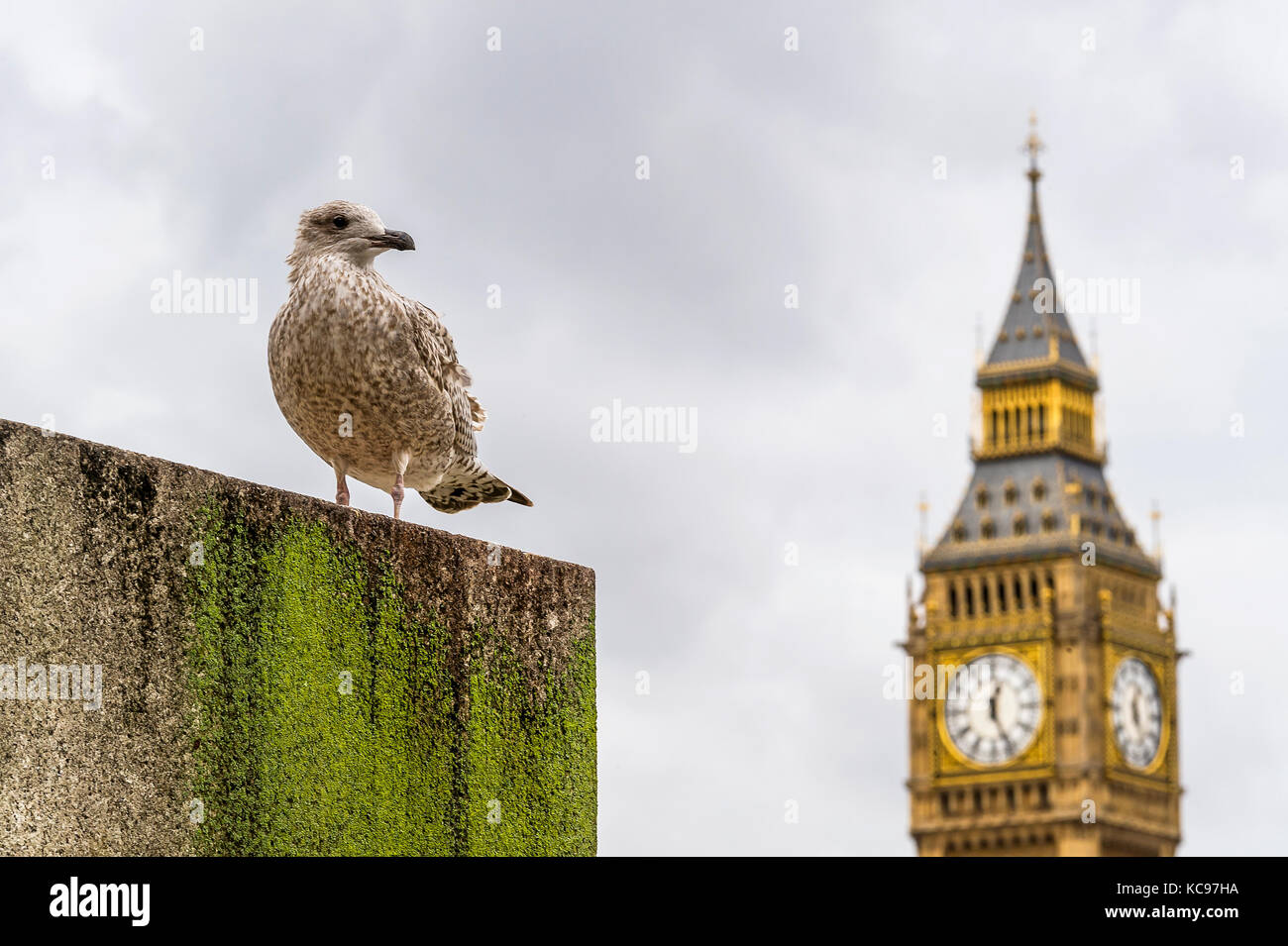 London bird looking on Big Ben Stock Photo