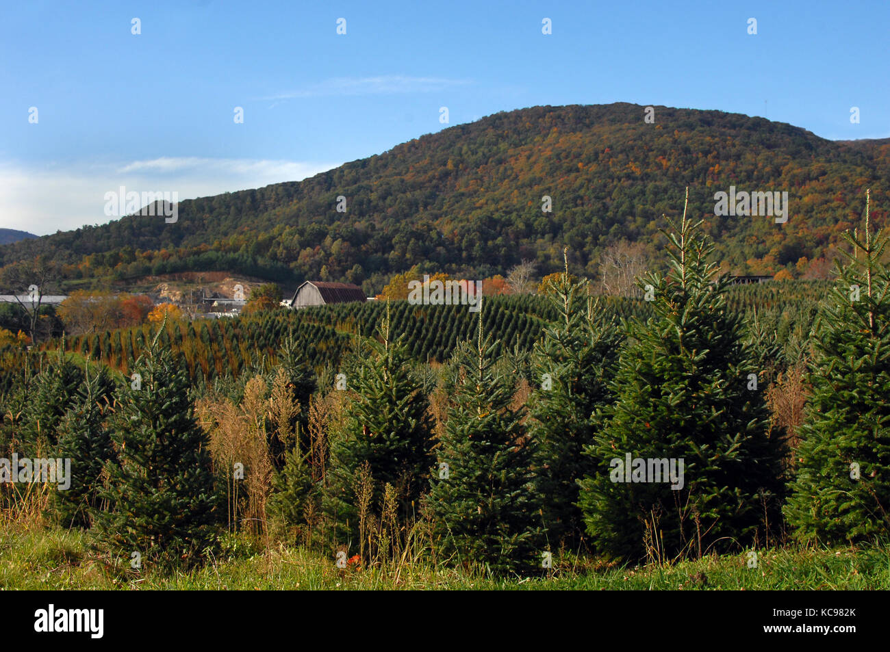 Rows Of Christmas Trees Hug Hillside Of Rural Virginia Tree Farm Stock Photo Alamy