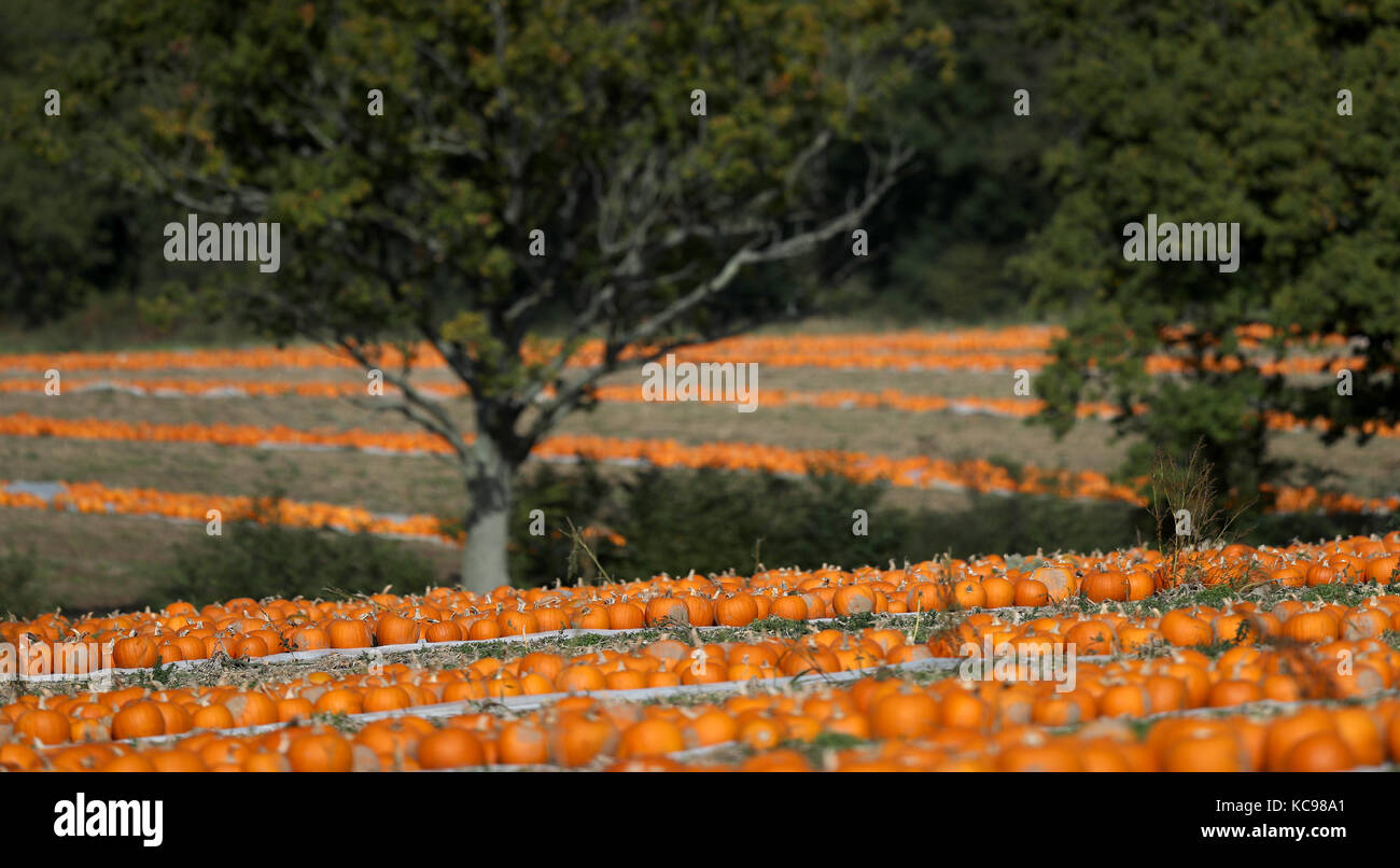 Harvested pumpkins lie in rows in a field near Romsey in Hampshire ...