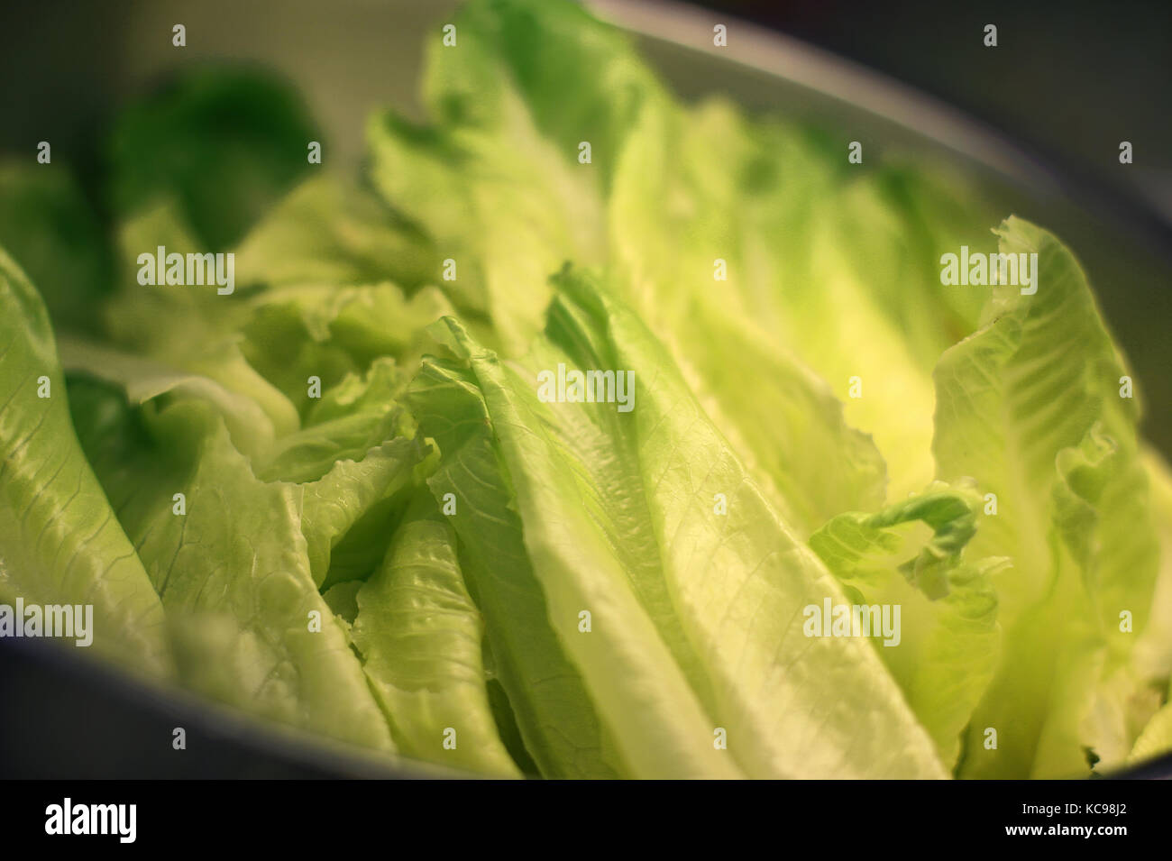 Large lettuce leaves in the silver bowl Stock Photo Alamy