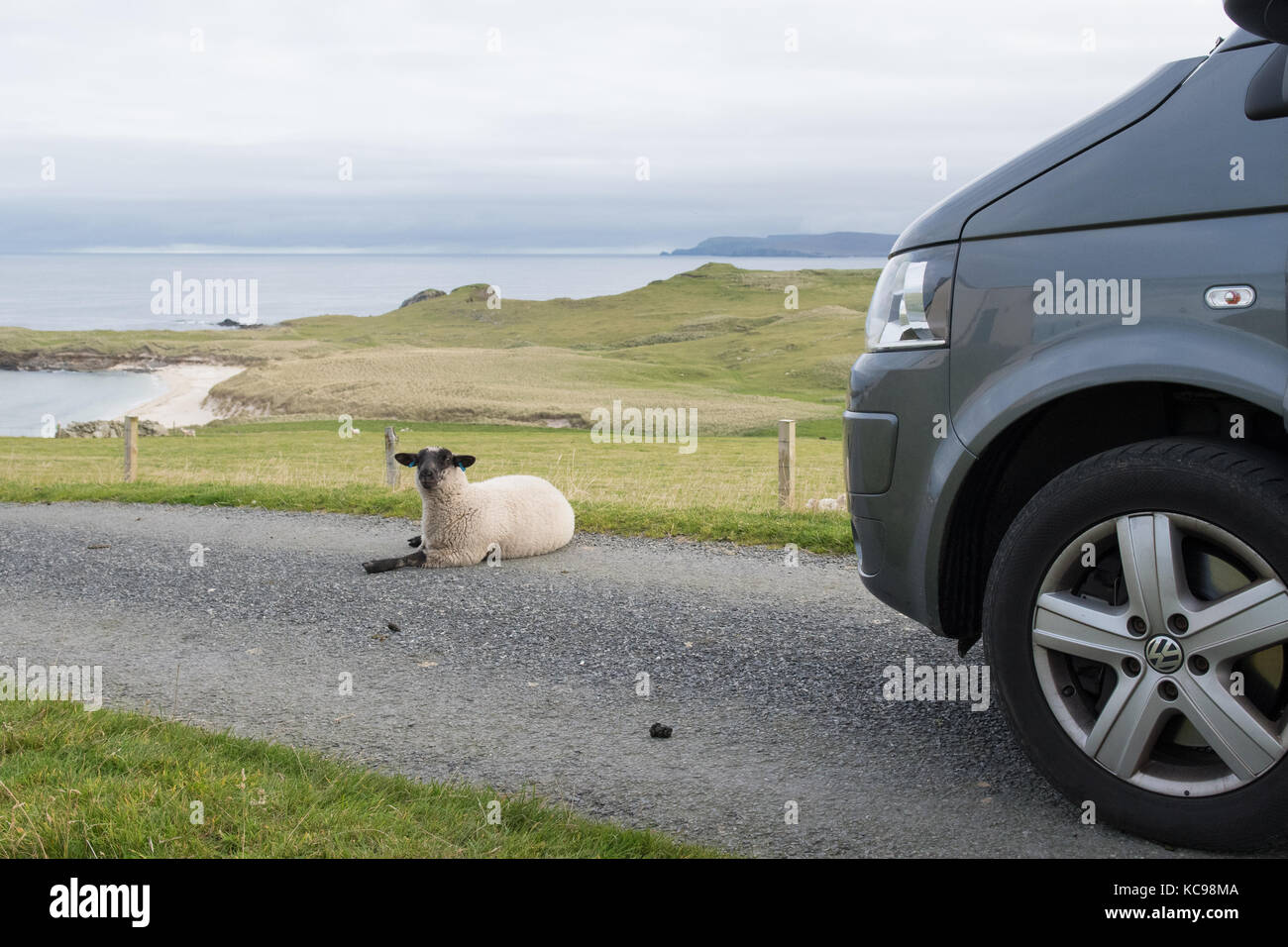 Sheep lying on road in the Shetland Islands, Scotland, UK Stock Photo