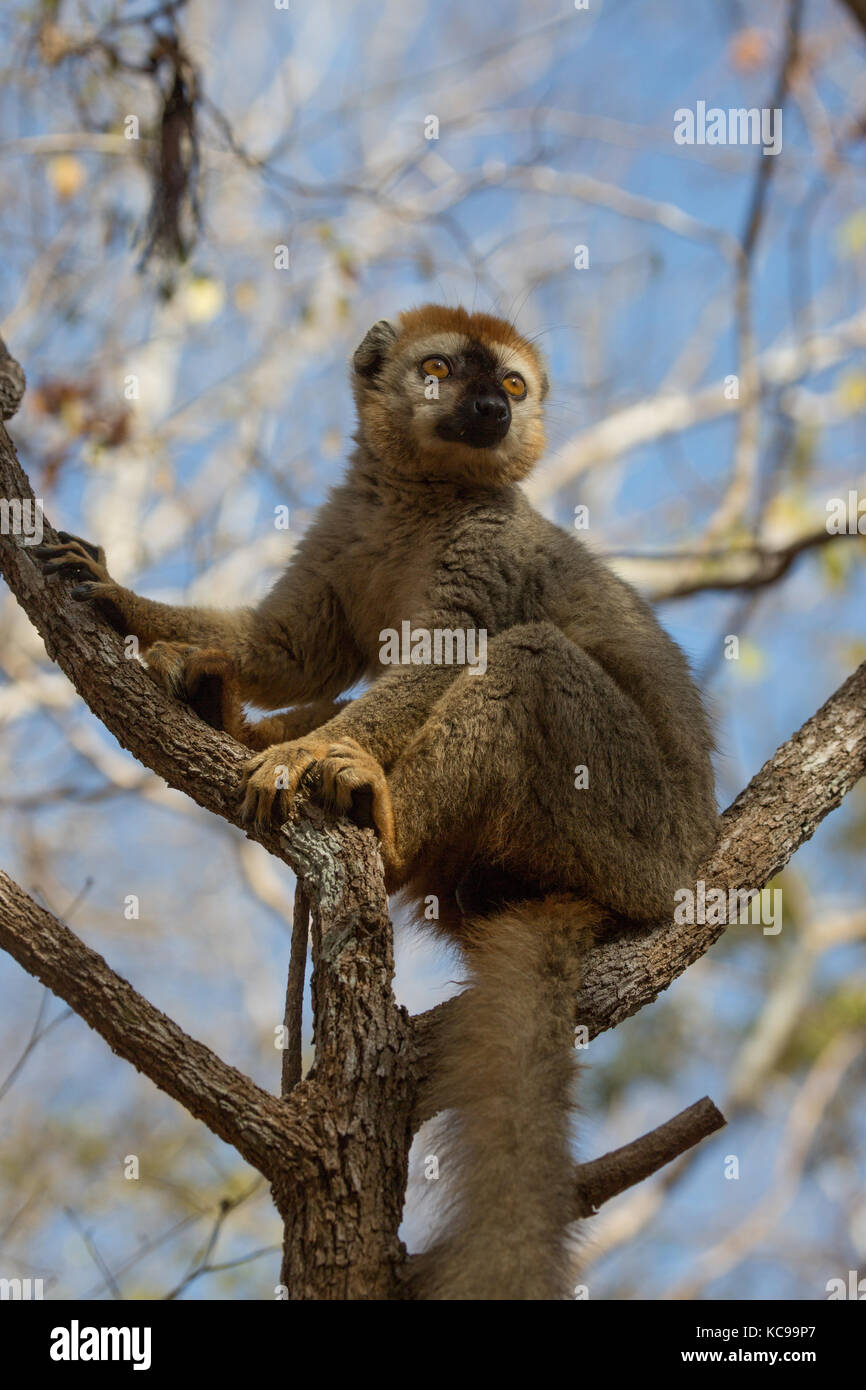 Red-Fronted Brown Lemur resting in tree branches in early morning sun, Kirindy Forest Reserve, Madagascar, 2017 Stock Photo