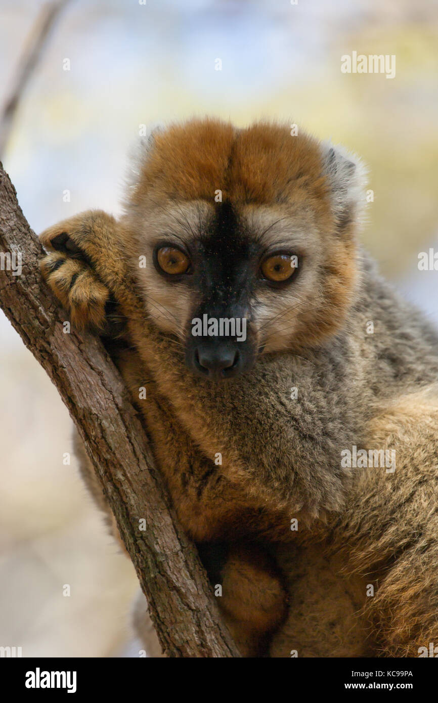 Red-Fronted Brown Lemur resting in tree branches in early morning sun, Kirindy Forest Reserve, Madagascar, 2017 Stock Photo