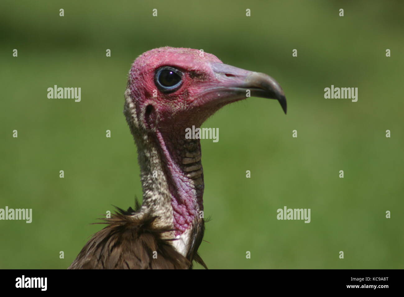 Kopf eines Geiers - Greifvogel Aasfresser Stock Photo