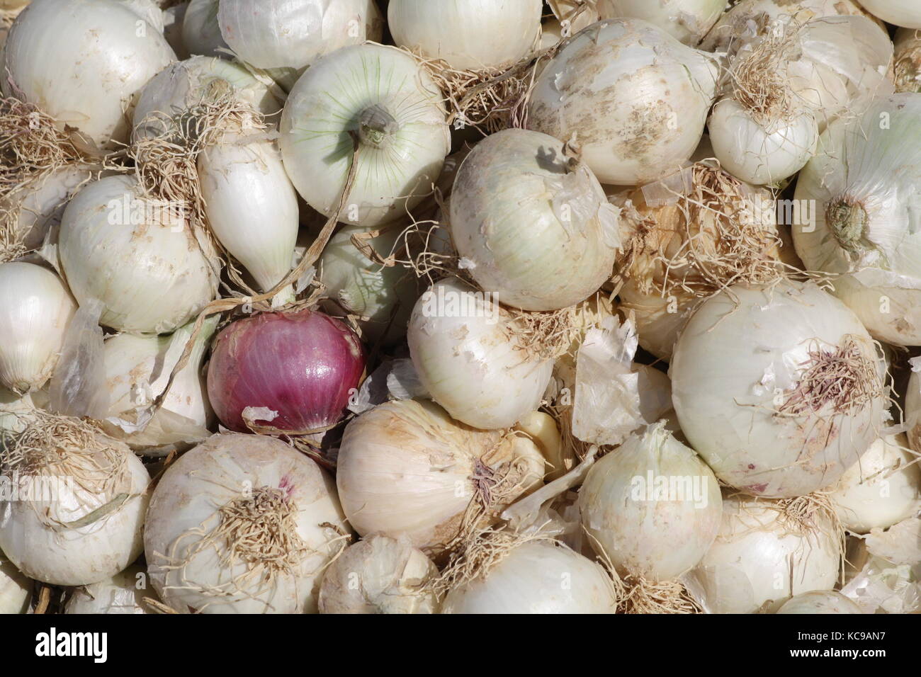 White Onions and one red Onion Stock Photo