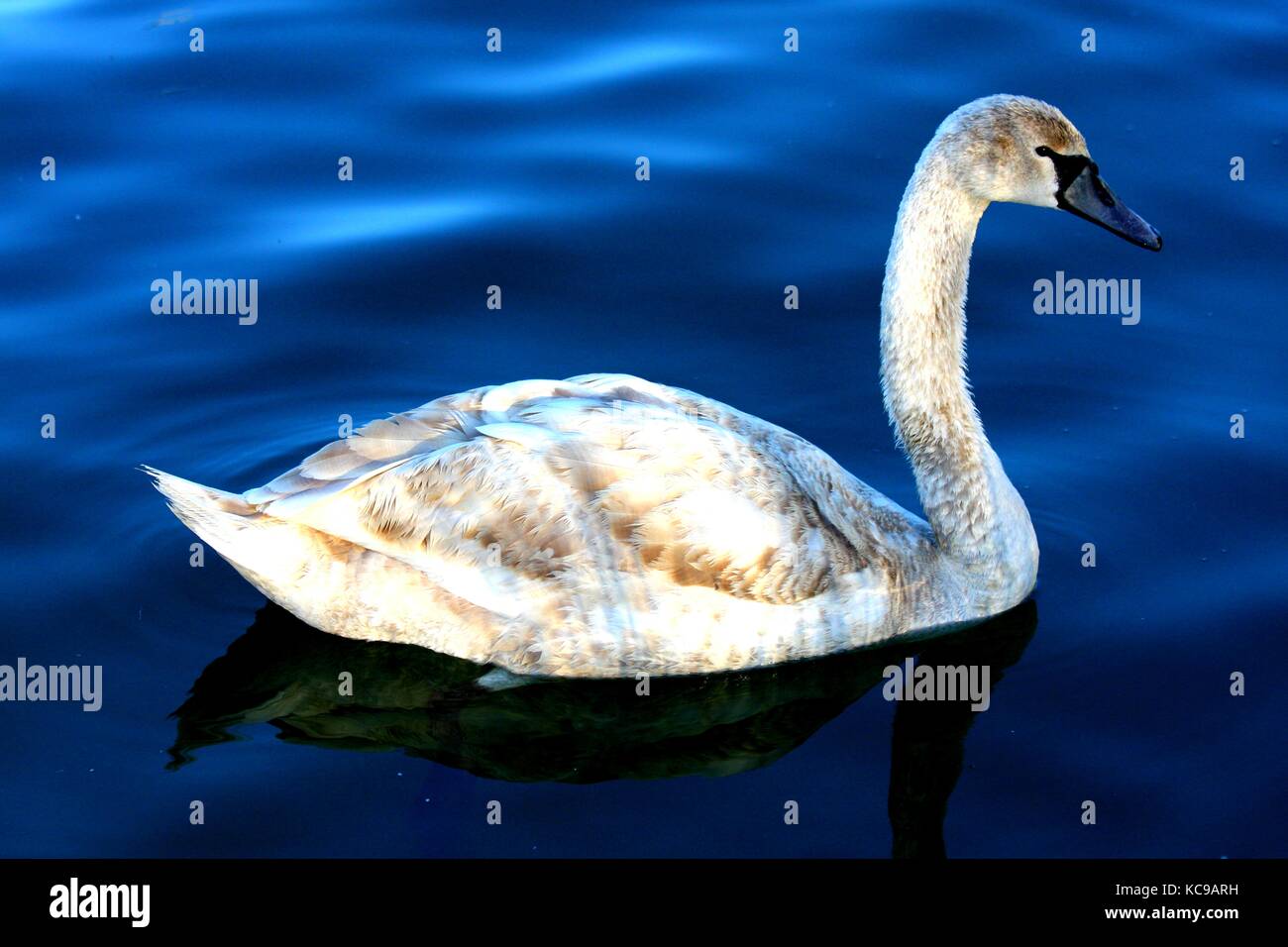 Swimming swan. Beautiful swan in the small lake Stock Photo - Alamy