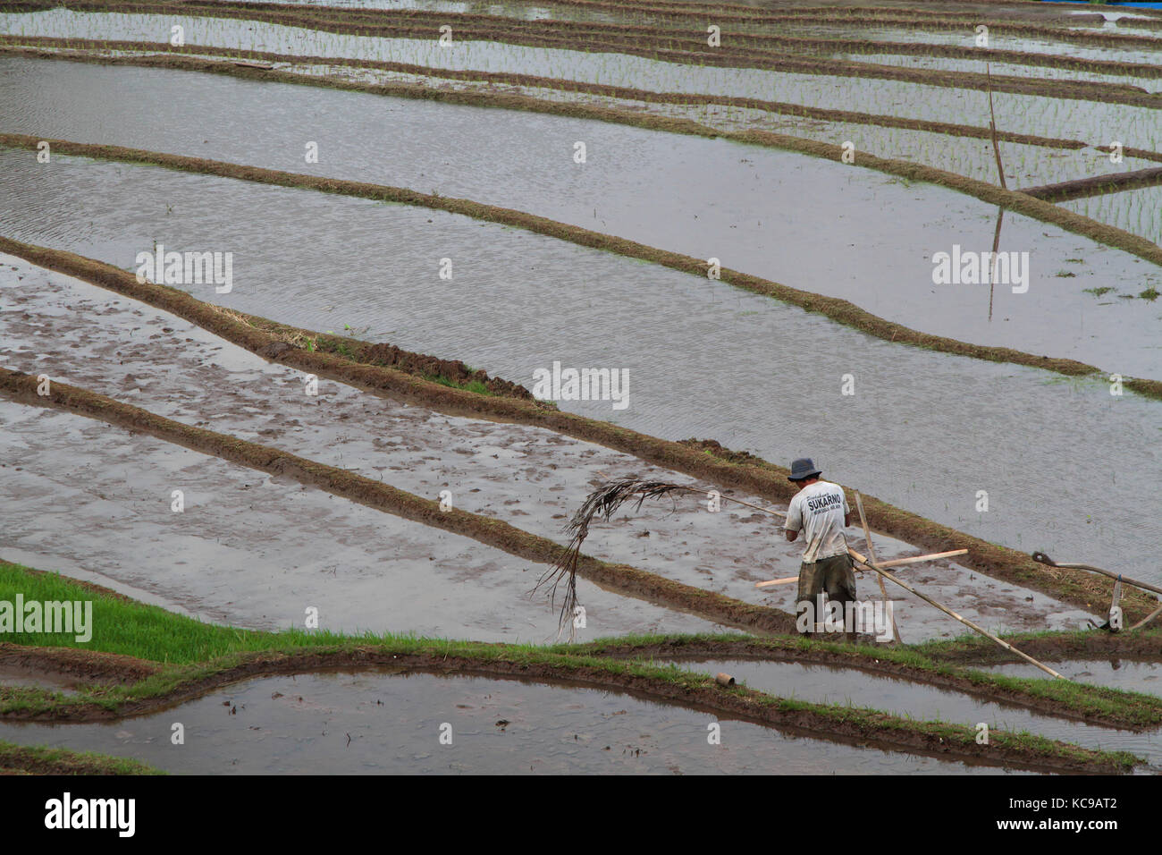 BALI, INDONESIA, AUGUST 8, 2014 : A farmer prepares the flooded rice ...