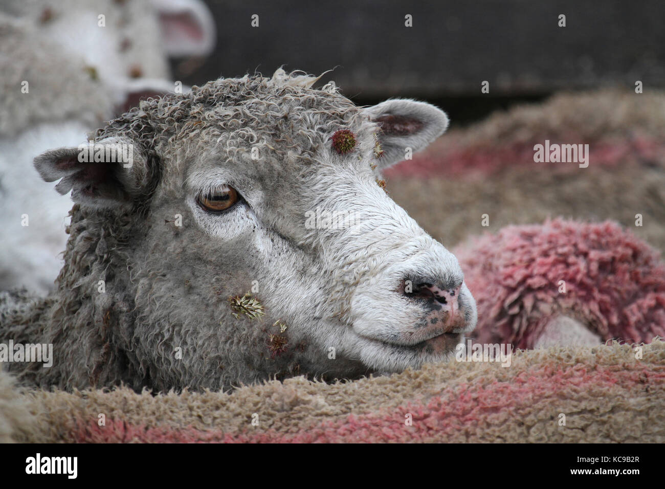 Sheep of a Chilean Estancia Stock Photo