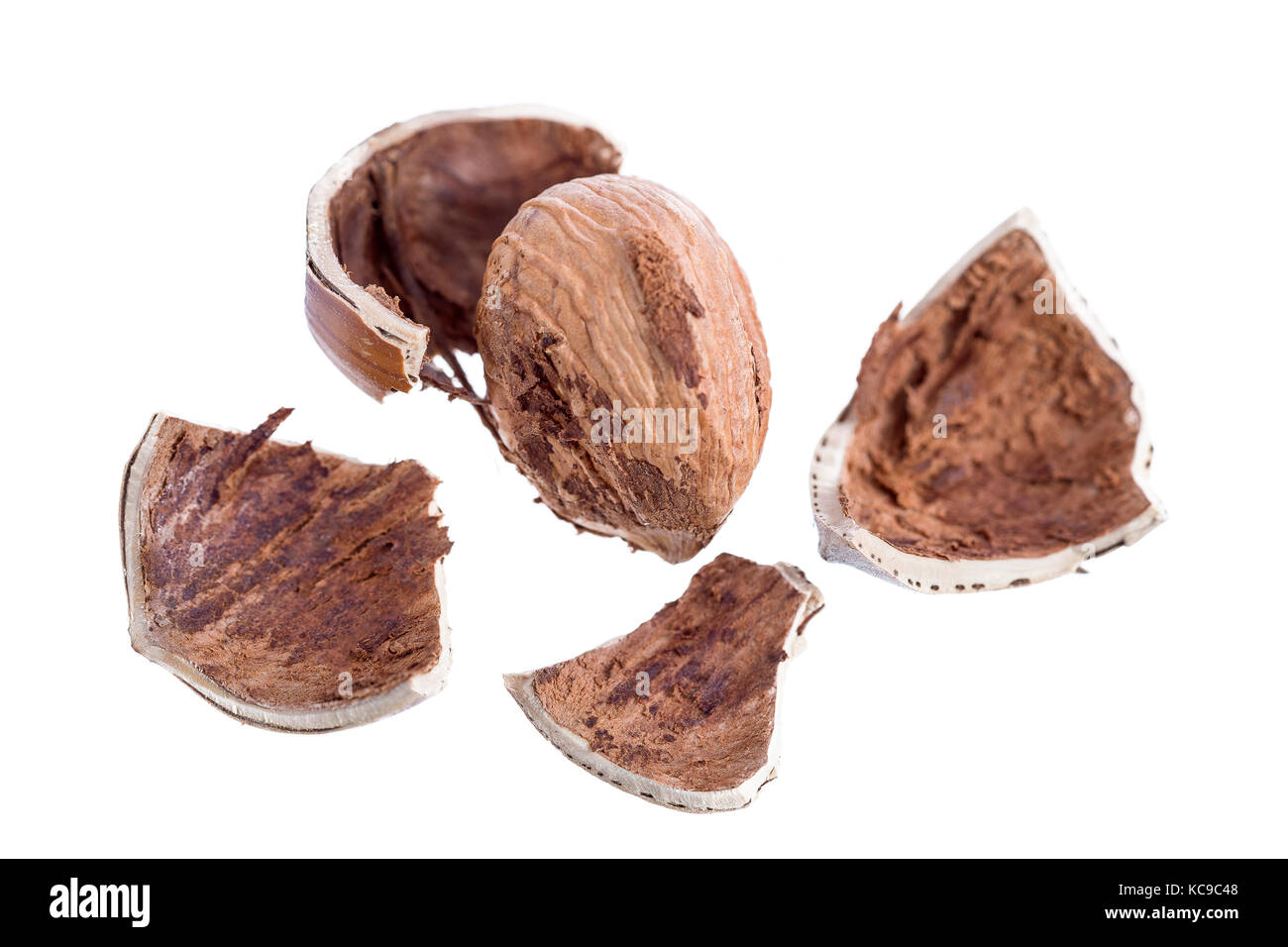Cracked Hazelnut on white background crop Stock Photo