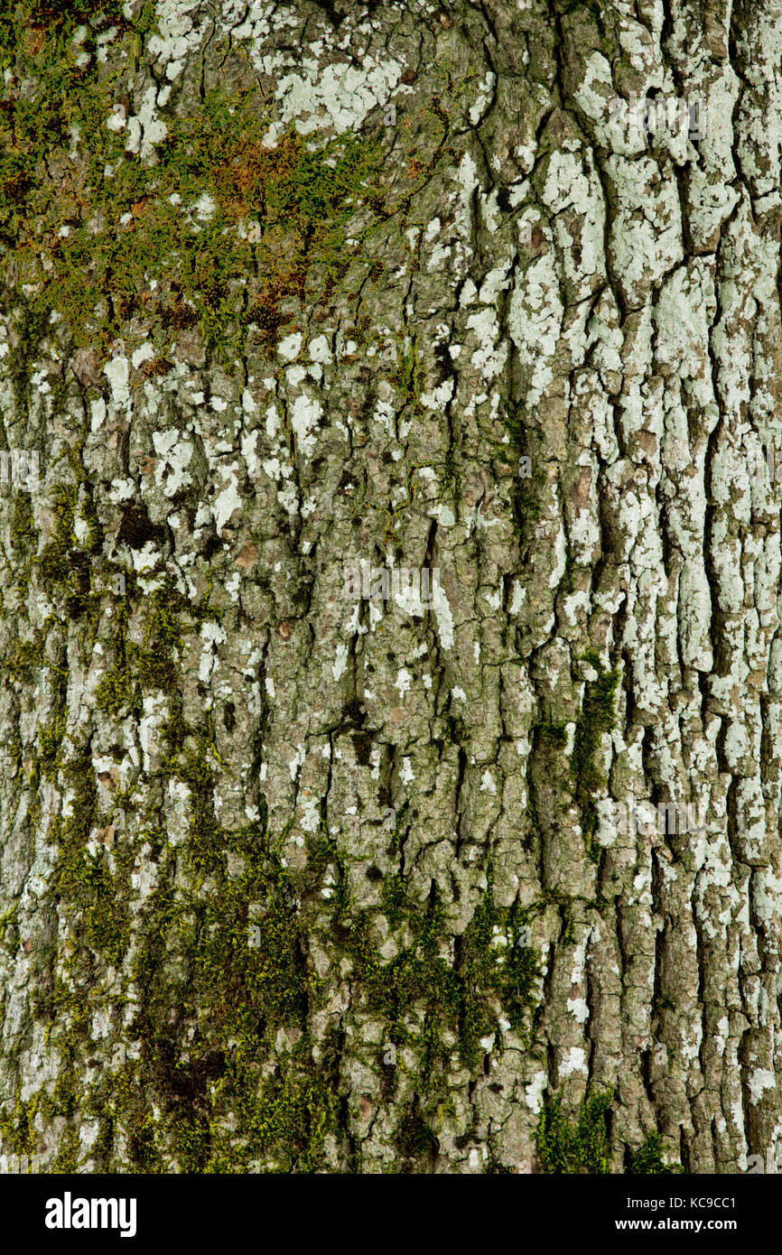 Bark of Ash Tree Stock Photo Alamy