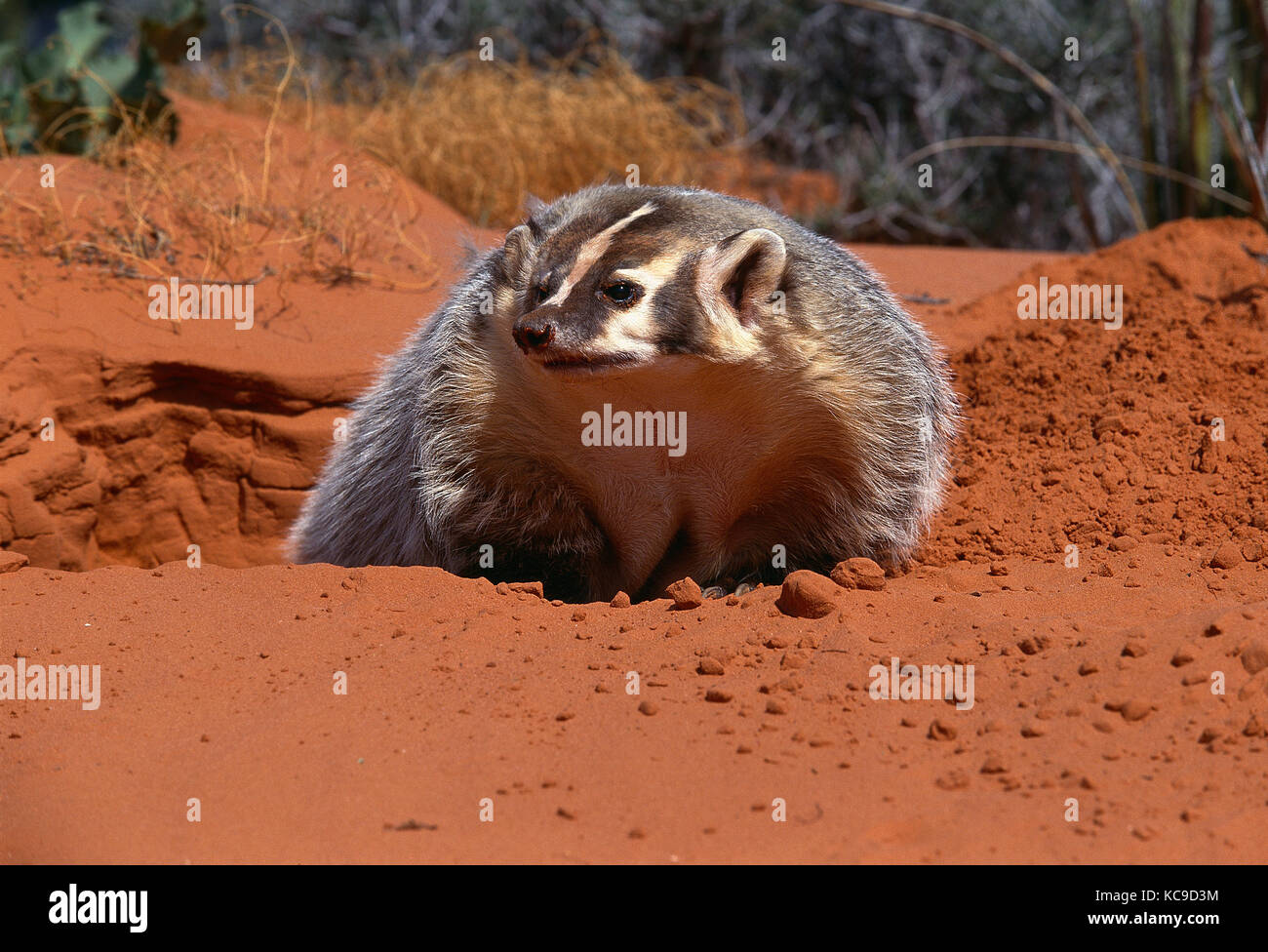 Badger Close Up High Resolution Stock Photography and Images Alamy