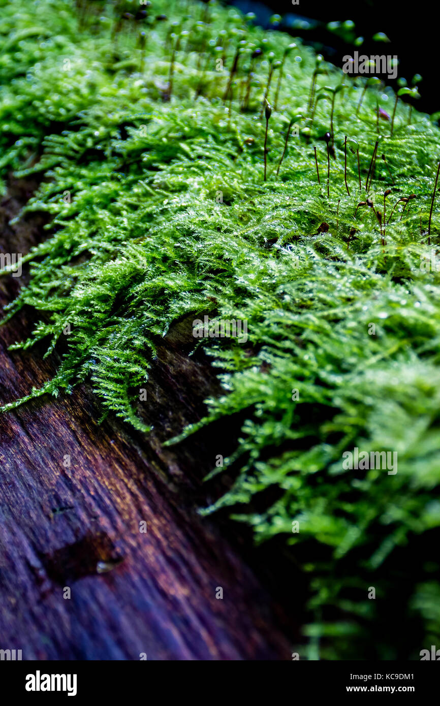 Autumn moss in Whitwell wood Stock Photo