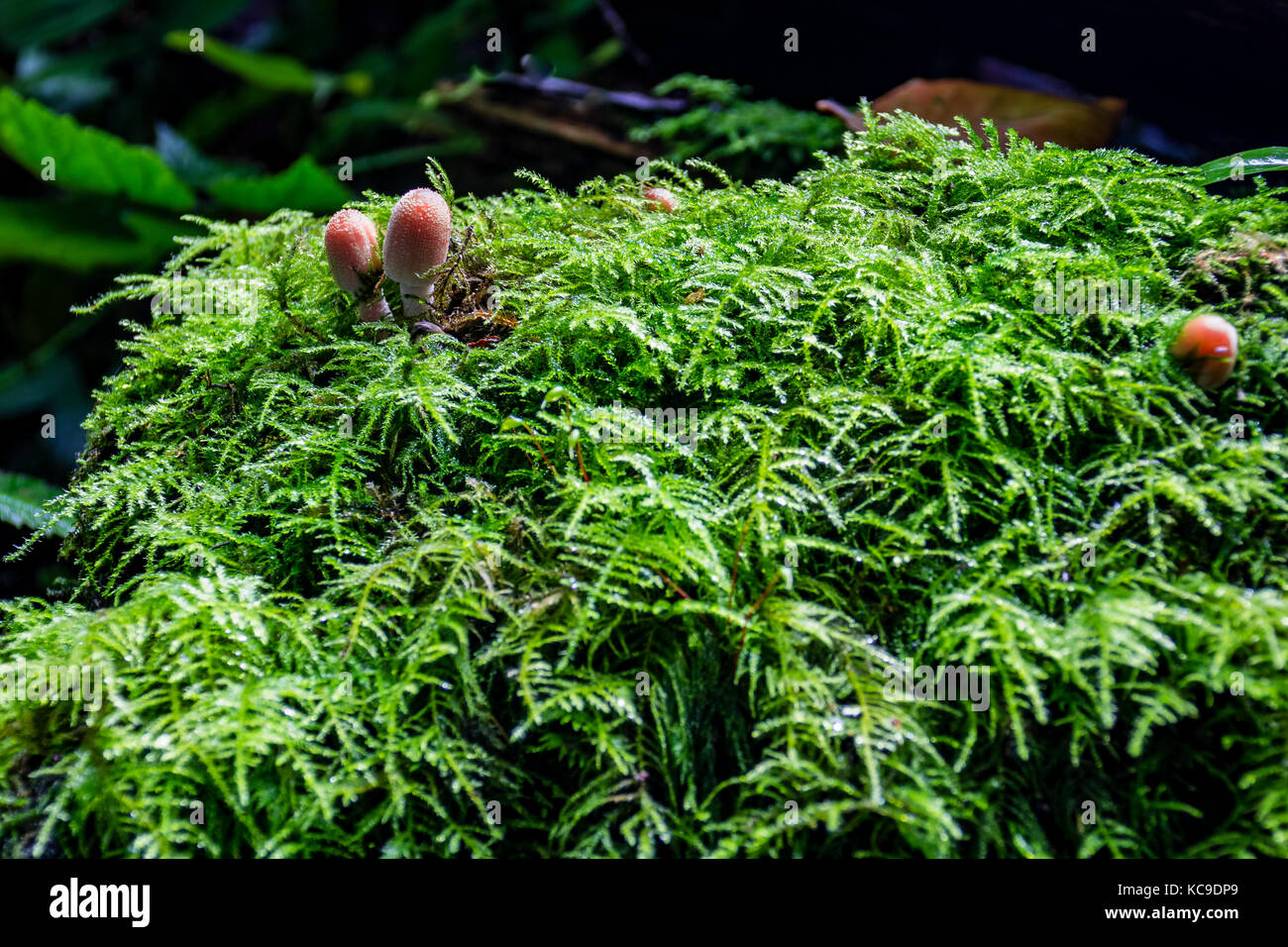 Autumn moss in Whitwell wood Stock Photo