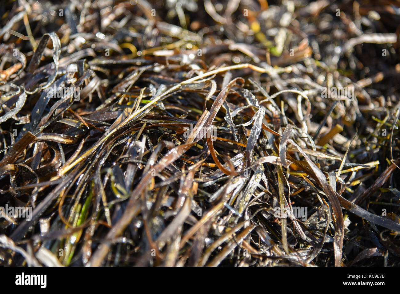 Zostera marina is seaweed, rich in iodine and other beneficial minerals, therapeutic effect