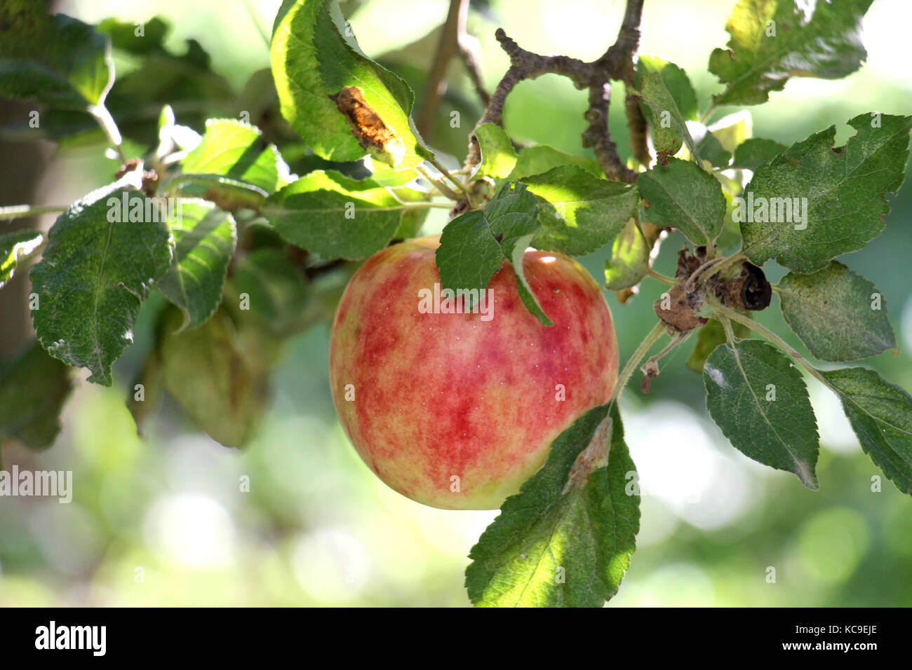 ripe apples in an orchard ready for harvestng ,shallow dof,image of a ...