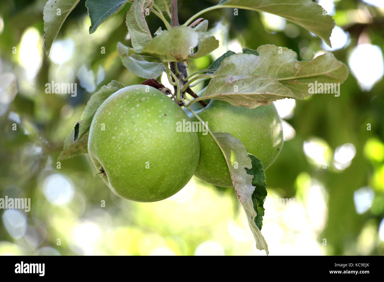 ripe apples in an orchard ready for harvestng ,shallow dof,image of a ...