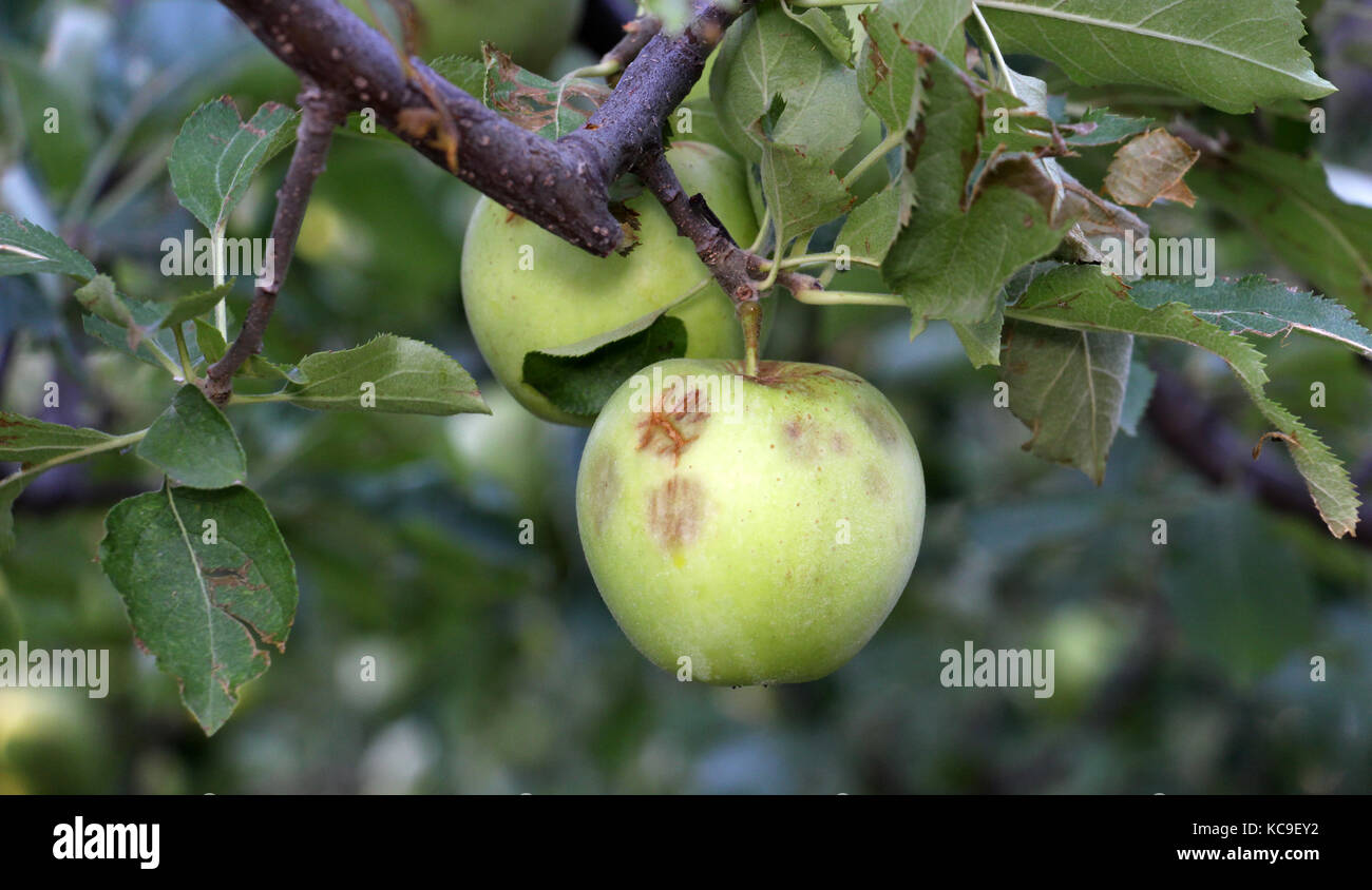 Apple Before Ripe ripe apples before harvesting damaged by hail stones,image of a Stock ...