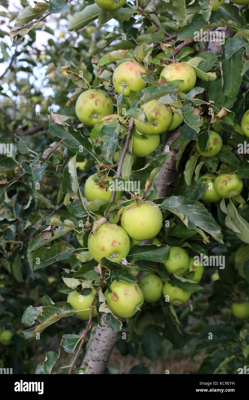 Apple Before Ripe ripe apples before harvesting damaged by hail stones,image of a Stock ...