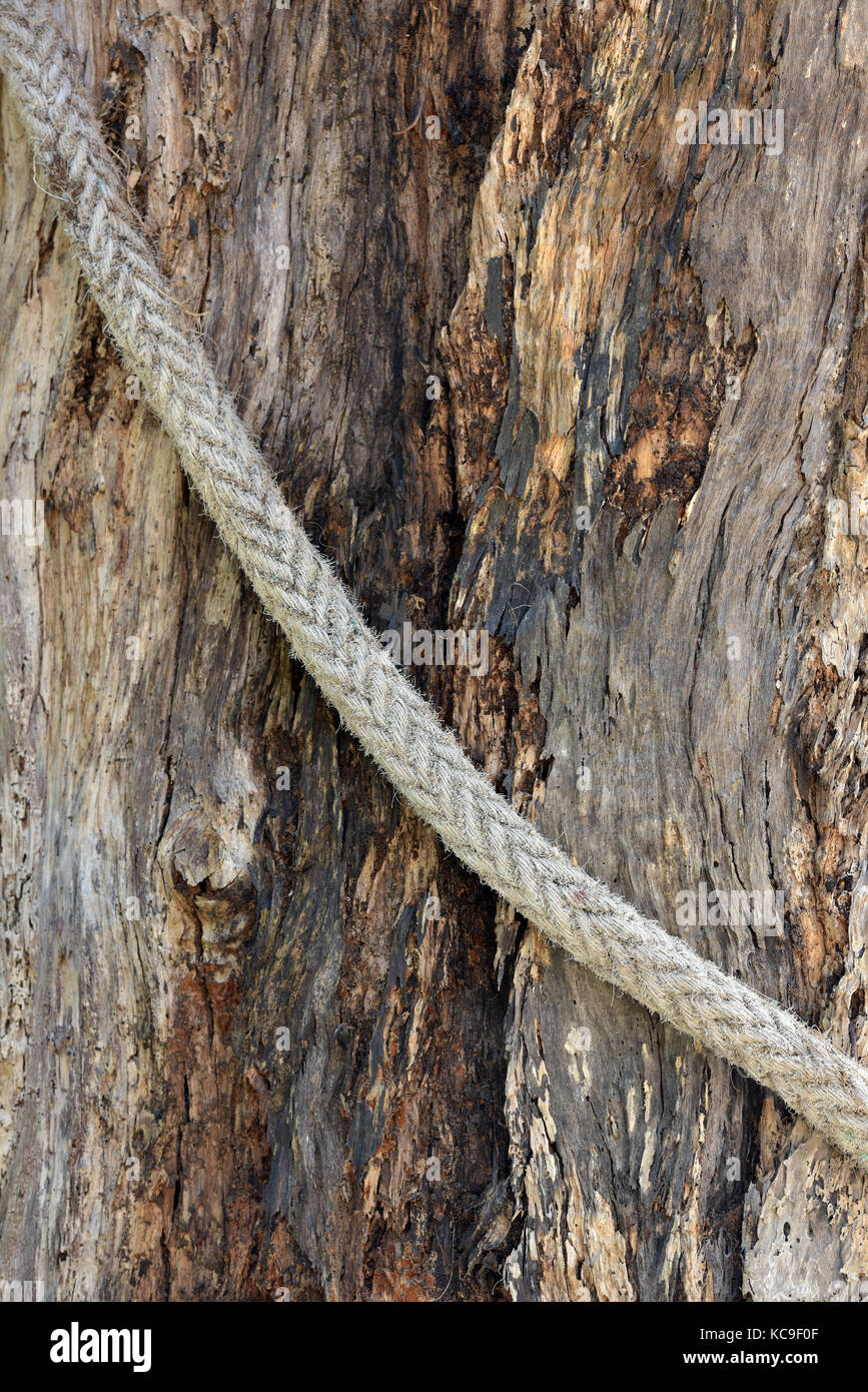 a rope wrapped around a tree trunk with the textures of the bark and ...