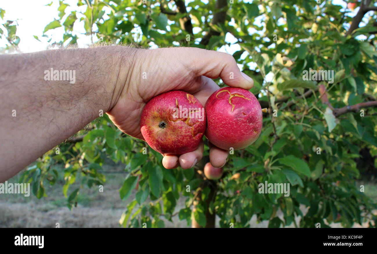 Apple Before Ripe ripe apples before harvesting damaged by hail stones,image of a Stock ...