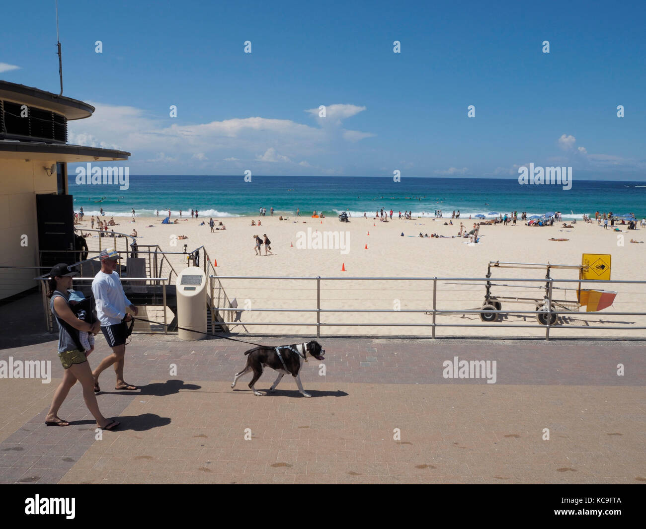 Dog walking bondi beach hi-res stock photography and images - Alamy