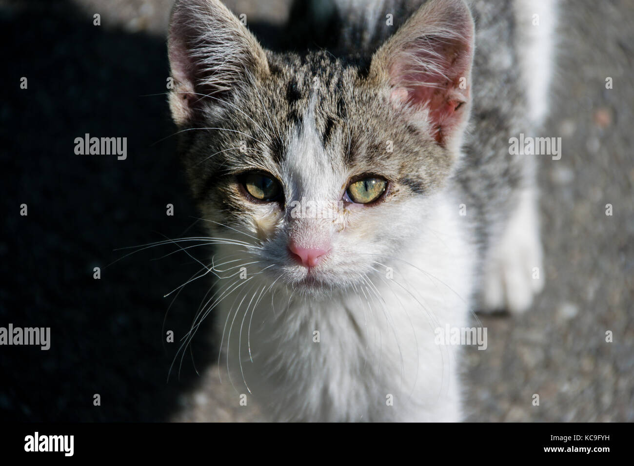 Portrait Of Friendly Mixed-Breed Kitten Looking At Camera Stock Photo