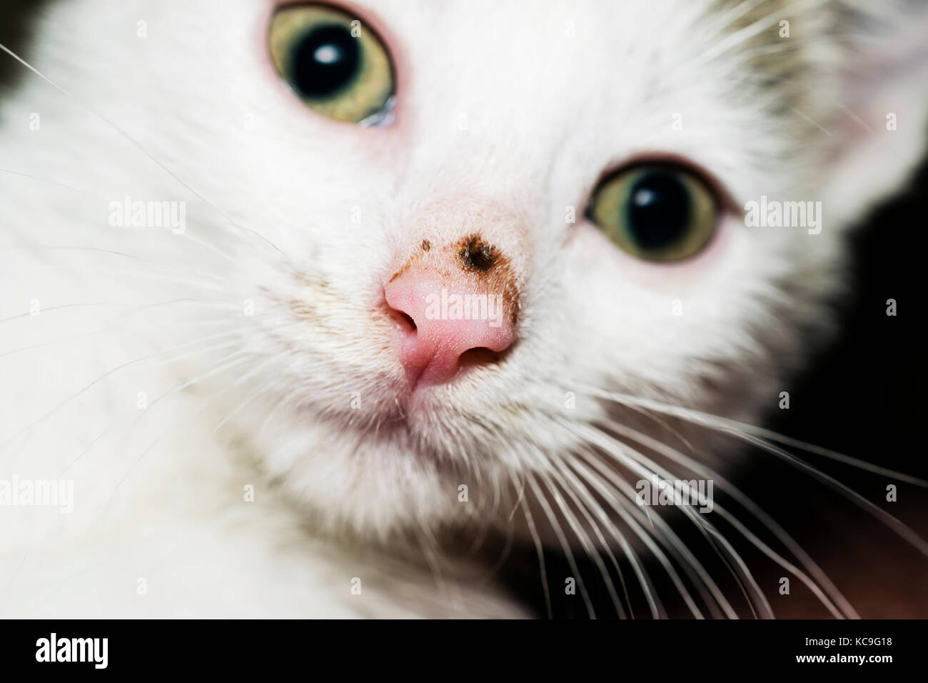 Front View Portrait Of Beautiful Young White Kitten Looking At The Camera Stock Photo