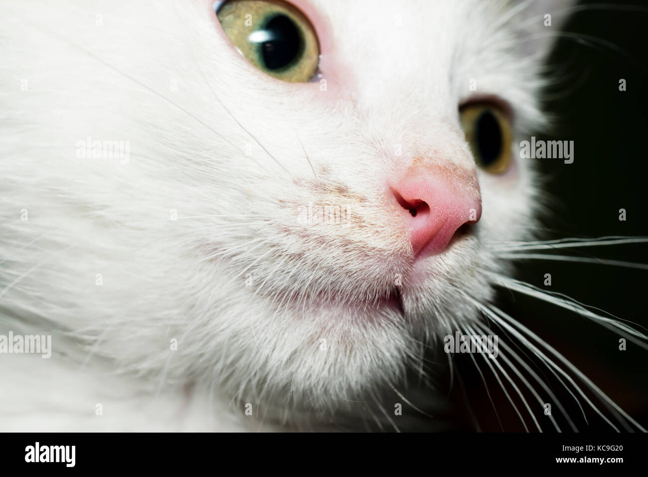 Side View Portrait Of Beautiful Young White Kitten Looking Away From The Camera Stock Photo
