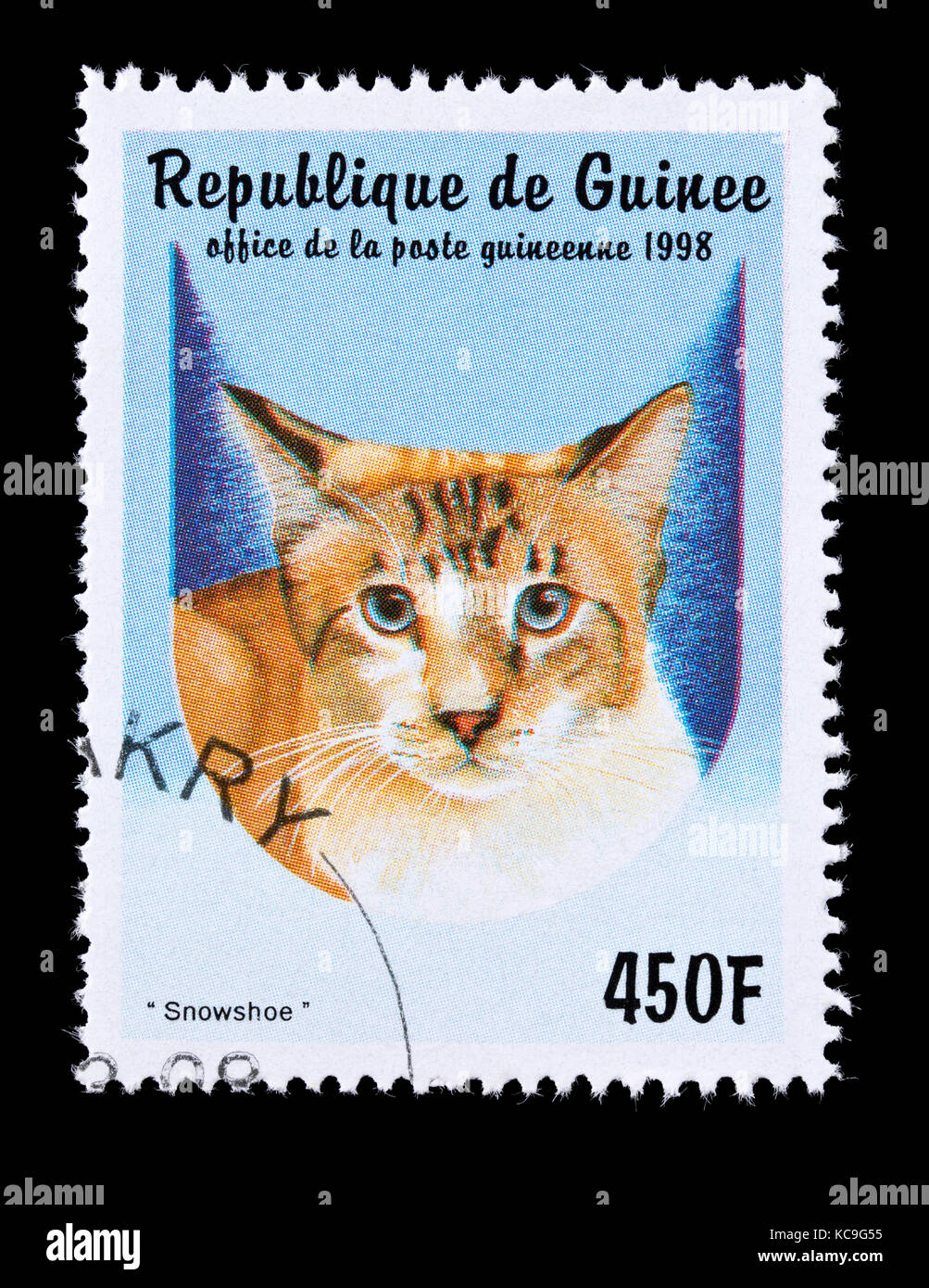 Postage stamp from Guinea depicting an snowshoe breed of cat. Stock Photo