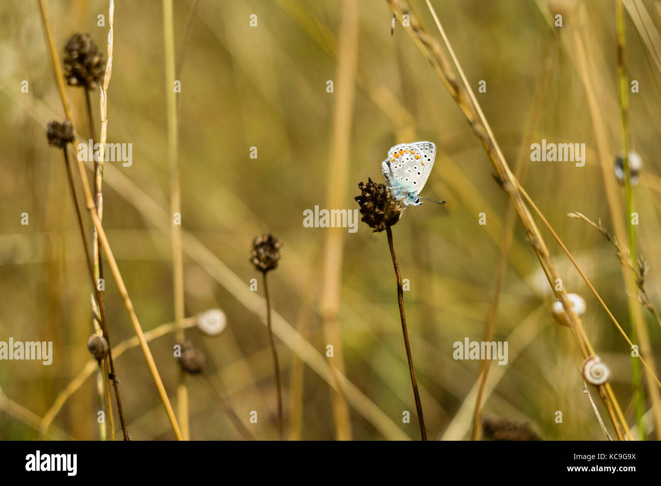 Close-Up Of Intricate Zephyr Blue Butterfly Or Plebejus Pylaon Perched On Dried Plant Surrounded By Wheat Grass And Snails Stock Photo