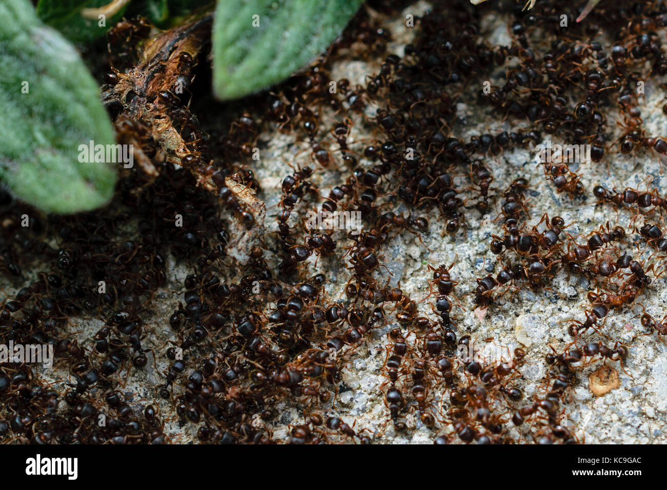 CloseUp Of Ants Fighting Each Other On Cement Stock Photo Alamy