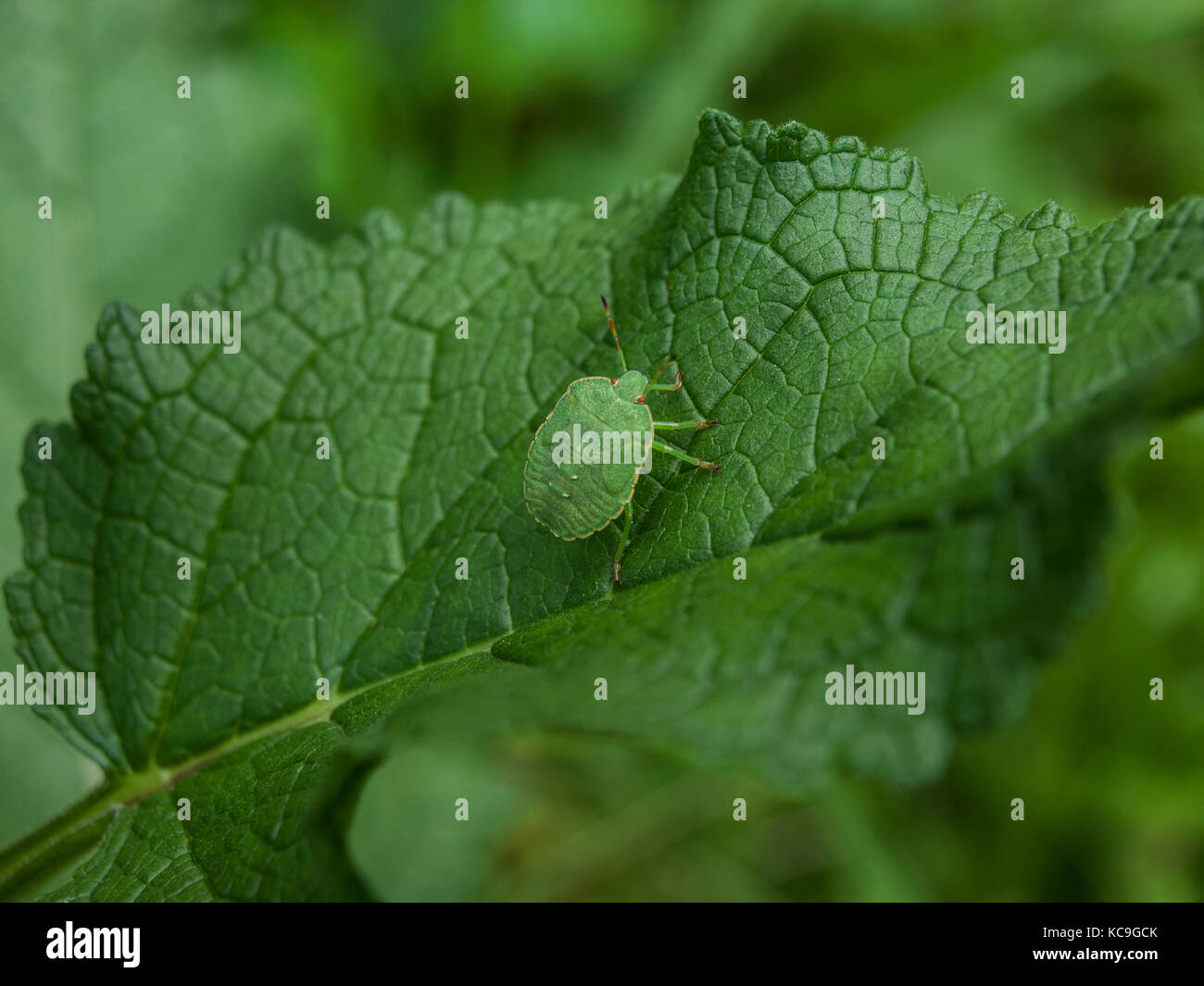 Close-Up Of Green Shield Bug Or Palomena Prasina Camouflaged On Leaf Stock Photo