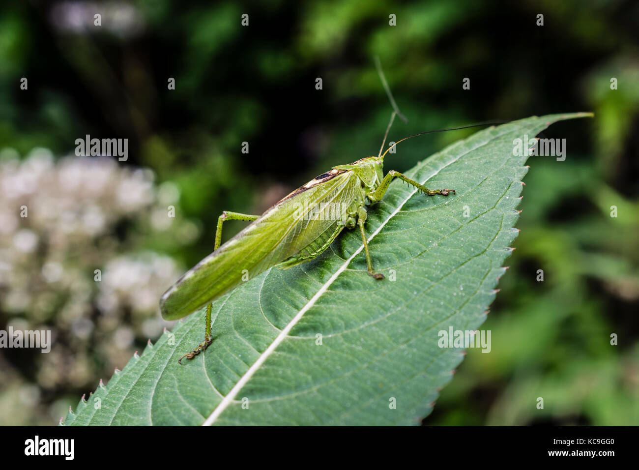 Close-Up Of Green Bush-Cricket Or Tettigonia Viridissima Resting On Leaf During Summer Stock Photo