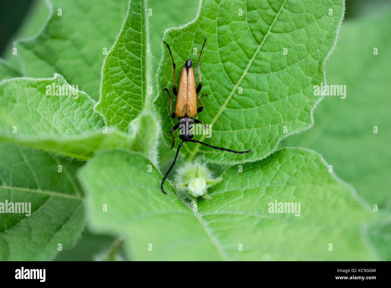 Close-Up Of Yellow And Black Longhorn Beetle Or Rutpela Maculata Eating Pollen On Leaf Stock Photo