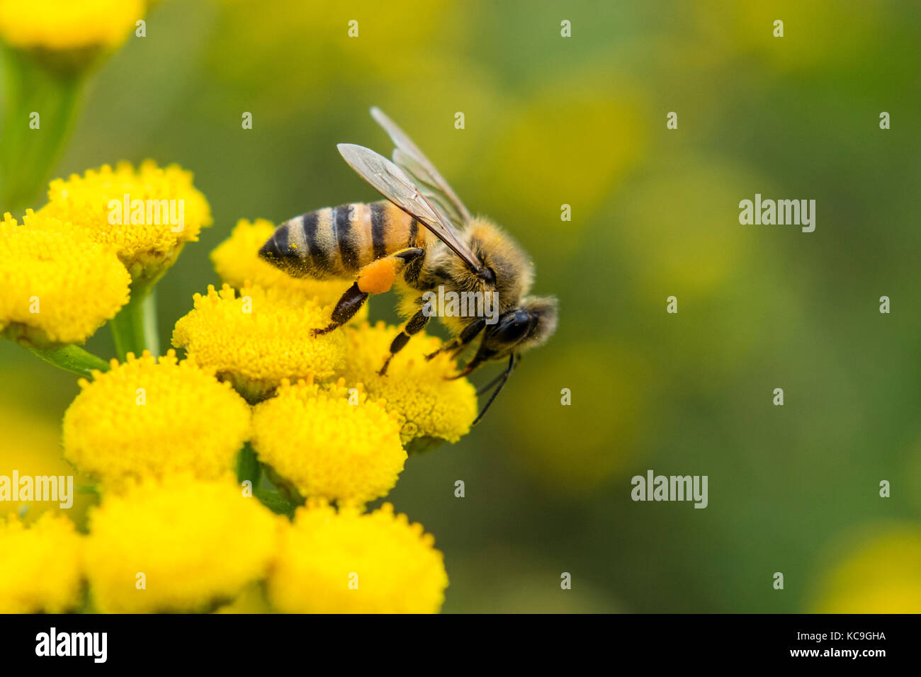 Close-Up Of European Honey Bee Or Apis Mellifera With Pollen Sac Collecting Pollen From Yellow Flower Stock Photo