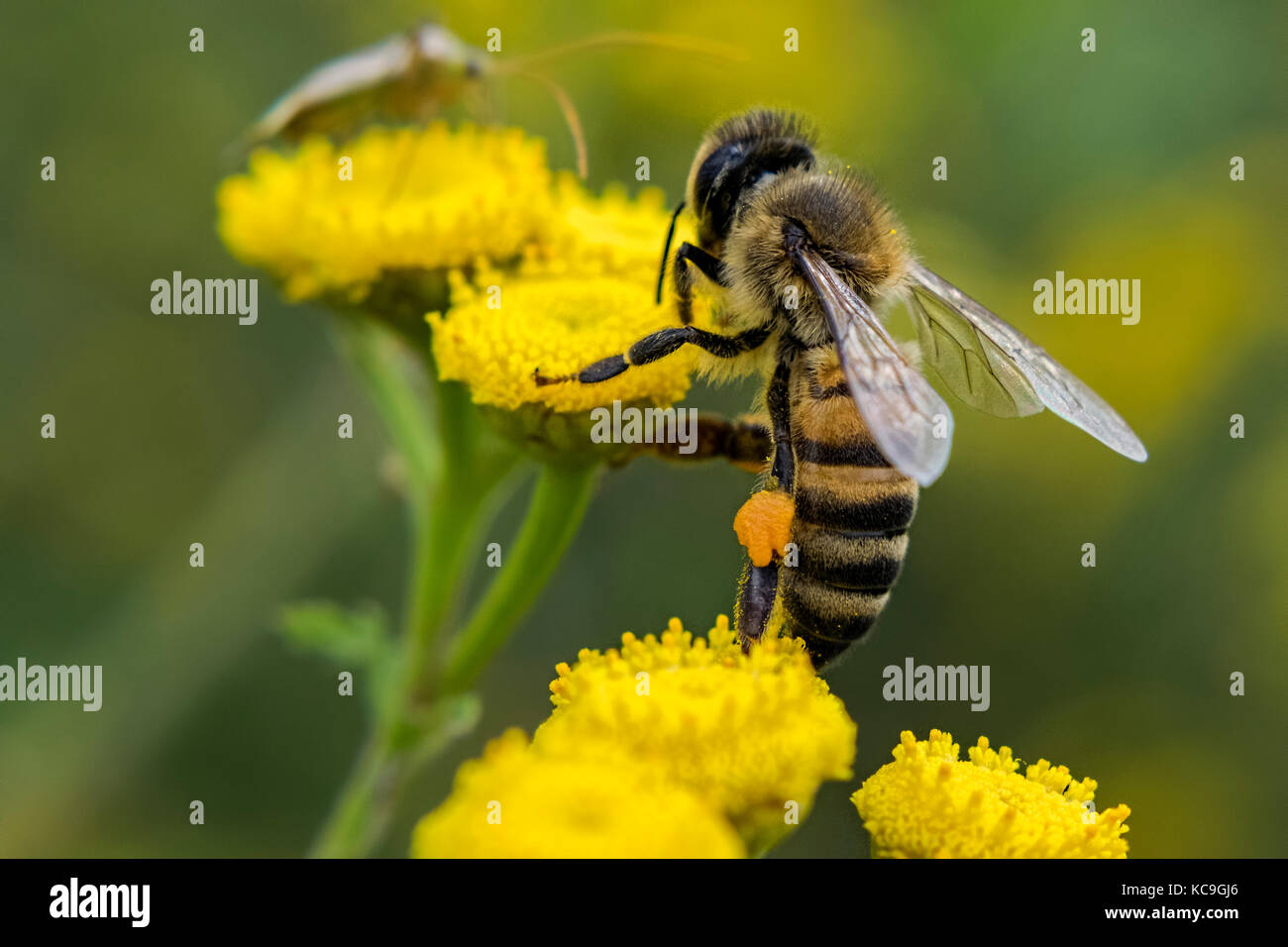 Close-Up Of European Honey Bee Or Apis Mellifera With Pollen Sac Stock  Photo - Alamy